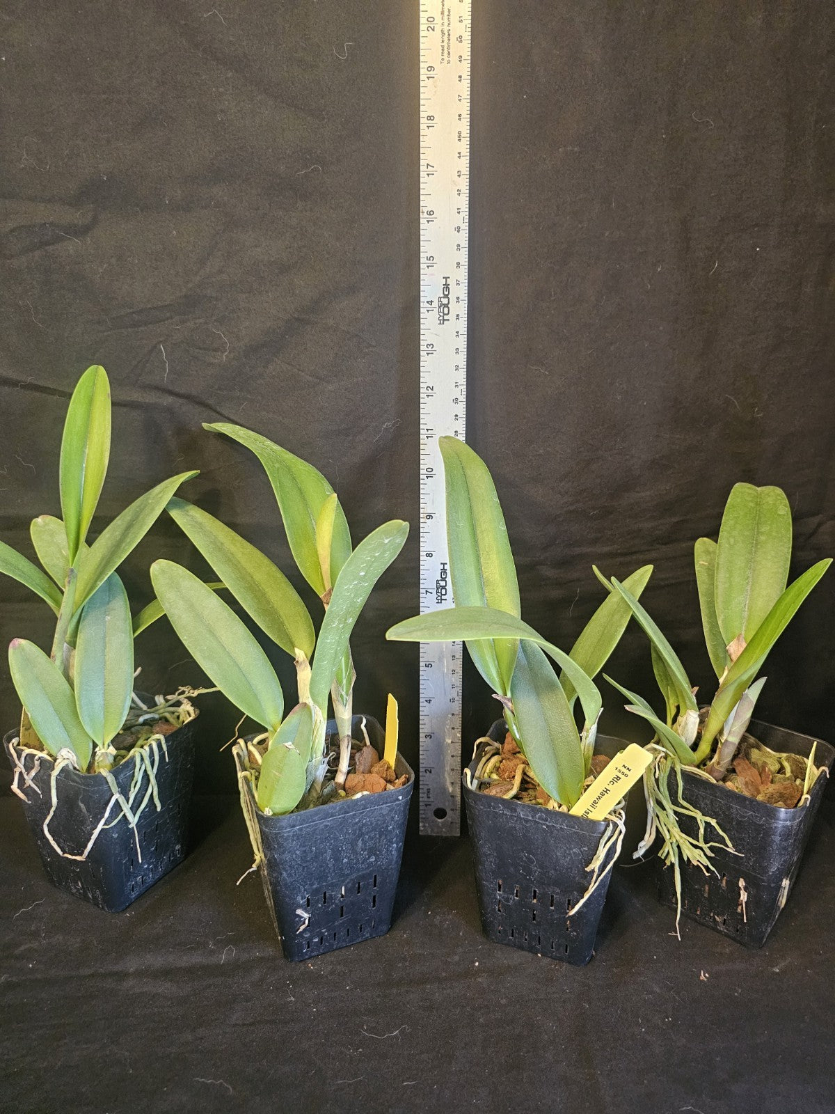 Rlc Hawaii Island Treat '#50' NEAR BLOOMING SIZE cattleya Clone