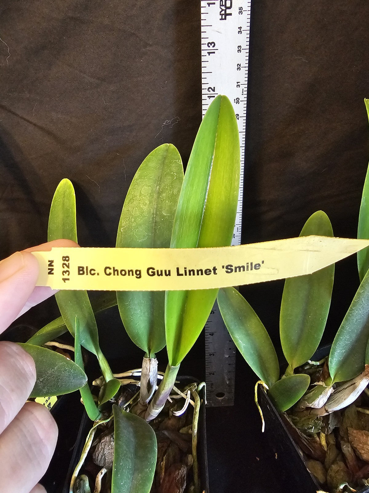 Rlc Chyong Guu Linnette 'Smile' Blooming size cattleya orchid hybrid....