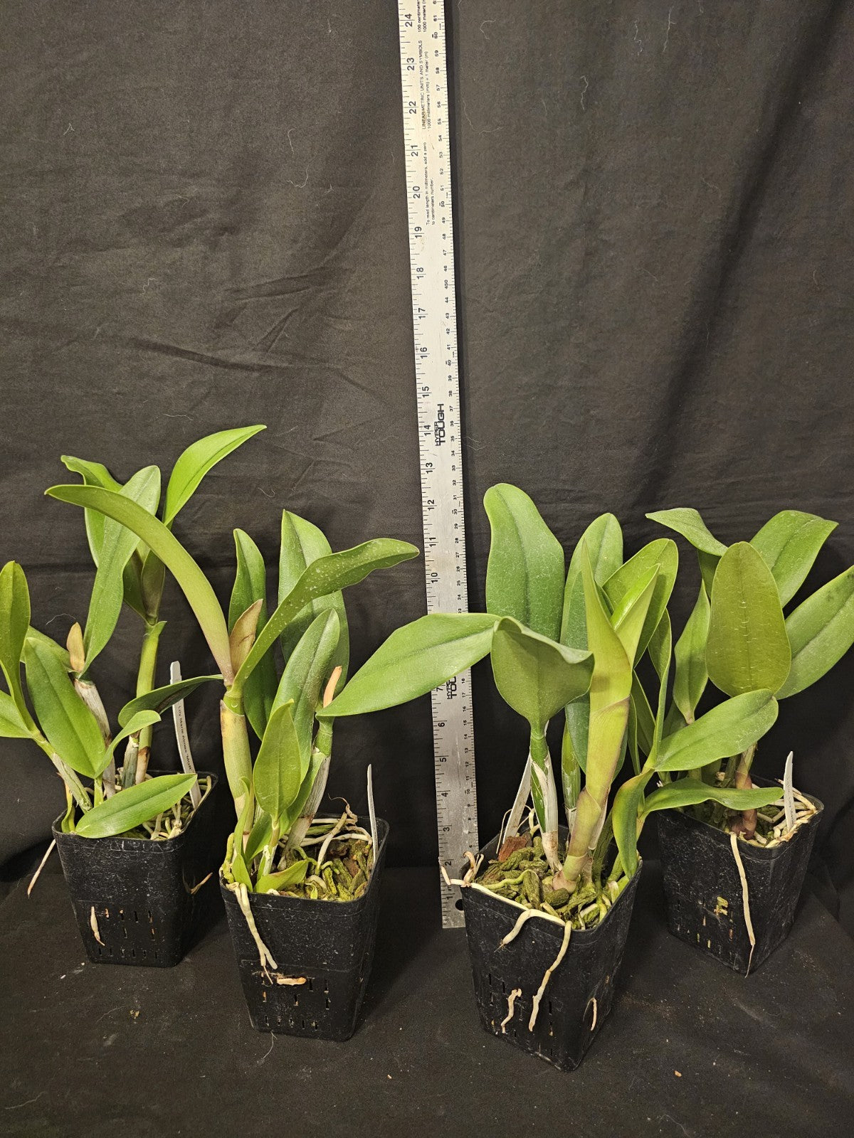 Rlc Lily Marie Almas 'MGR' NR Blooming size cattleya orchid clones. Beautiful...