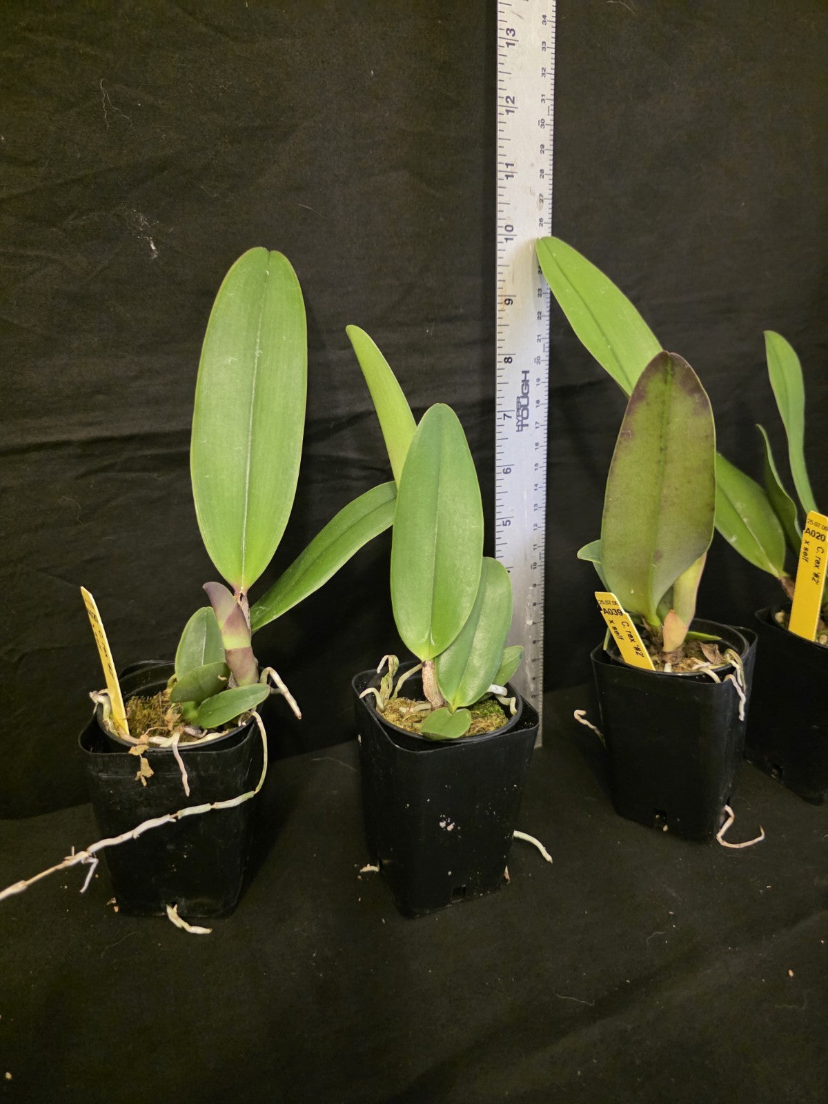 Cattleya rex '#2' x self near blooming size, highly sought after cattleya orchid