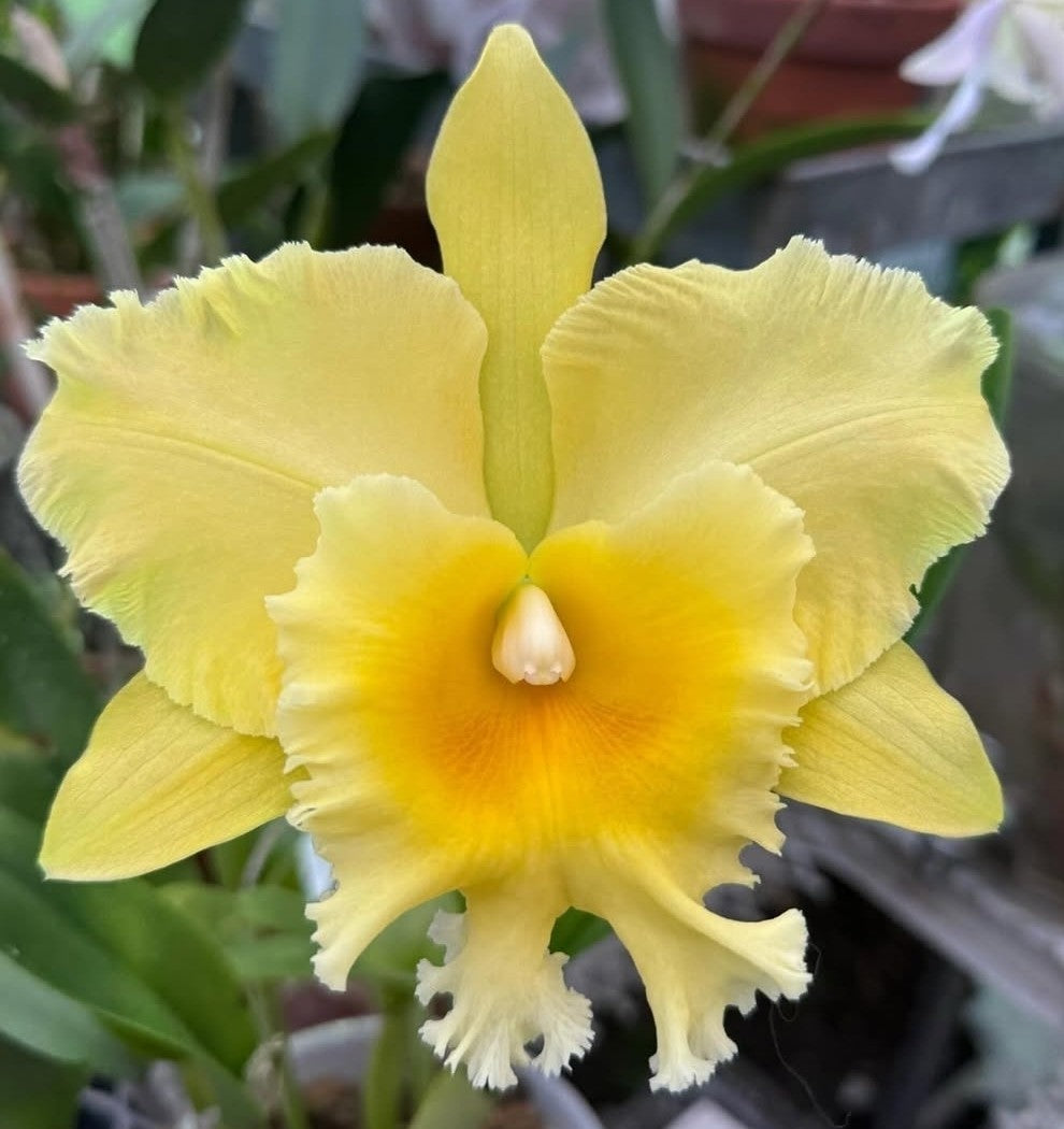 Rlc Hsinying Pachi Pachi 'Carmela' seedling size cattleya orchid clones.