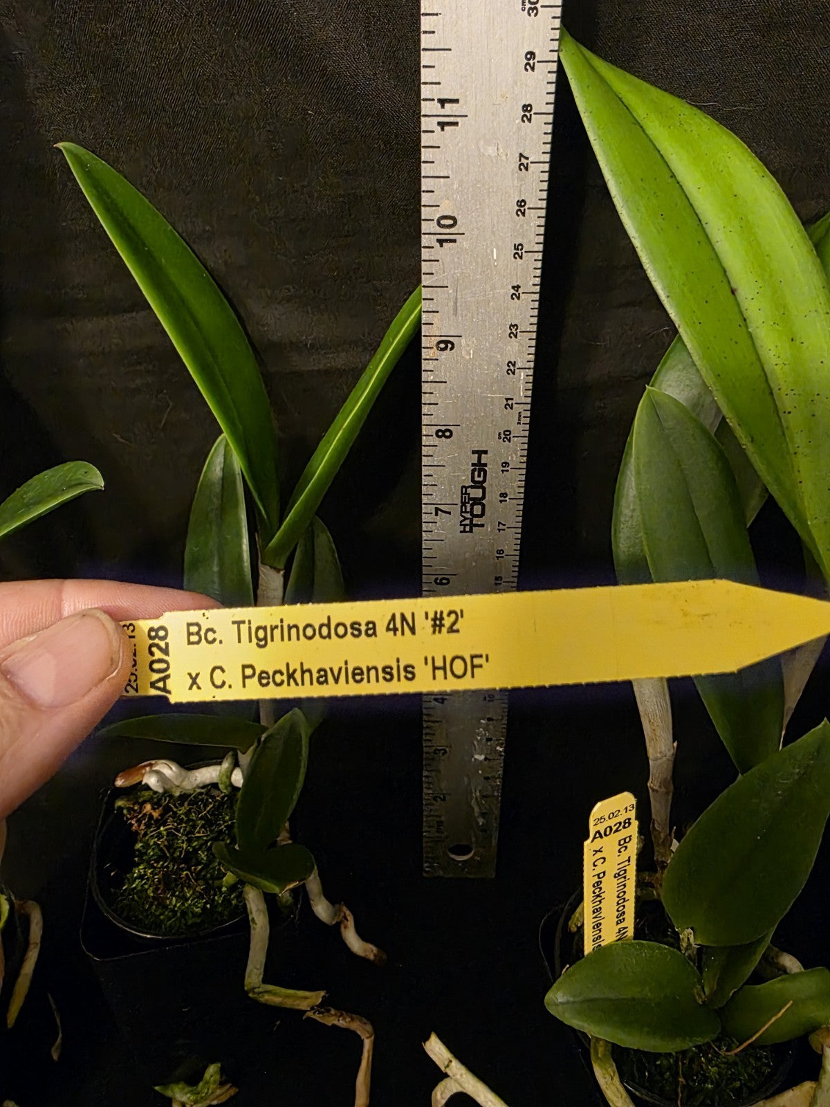 Bc Tigrinodosa 4N x C. Peckhaviensis 'HOF', blooming size brassavola 2.5" Pot