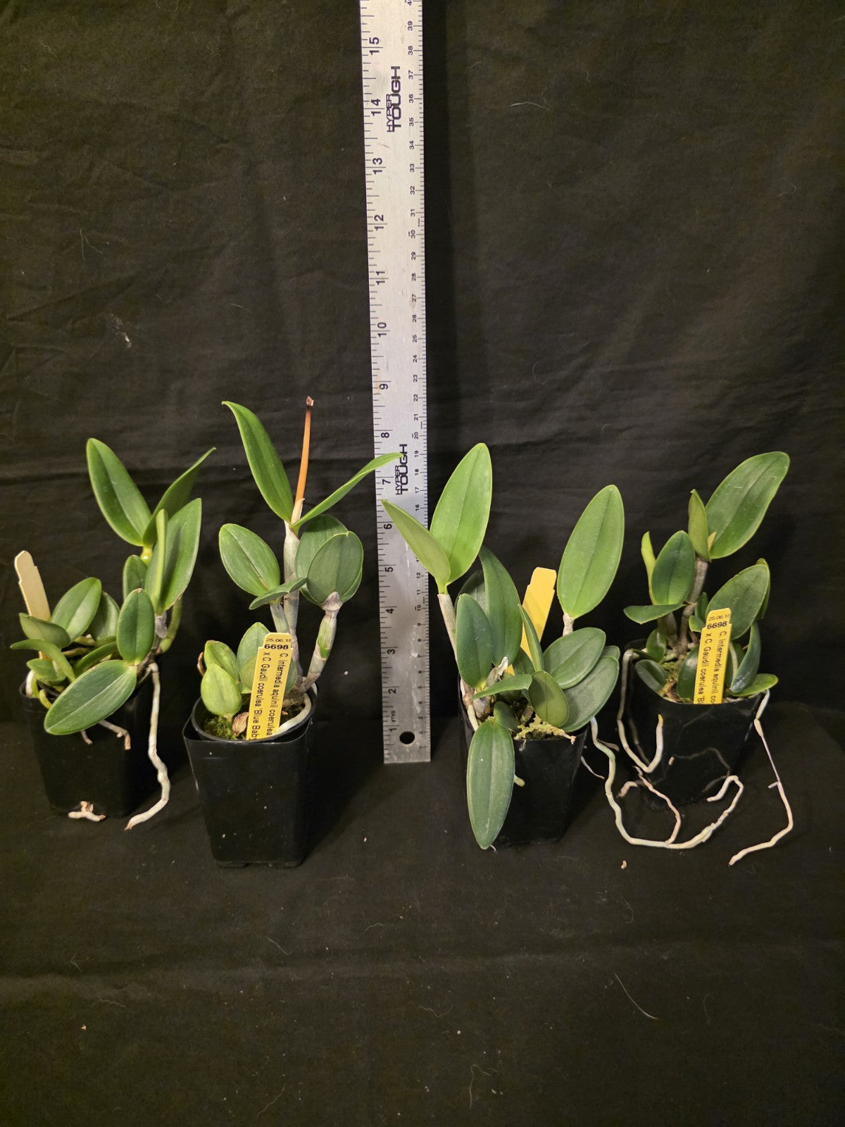 Cattleya intermedia v coerulea v aquinii x C.Gaudii v coerulea. Blooming size...