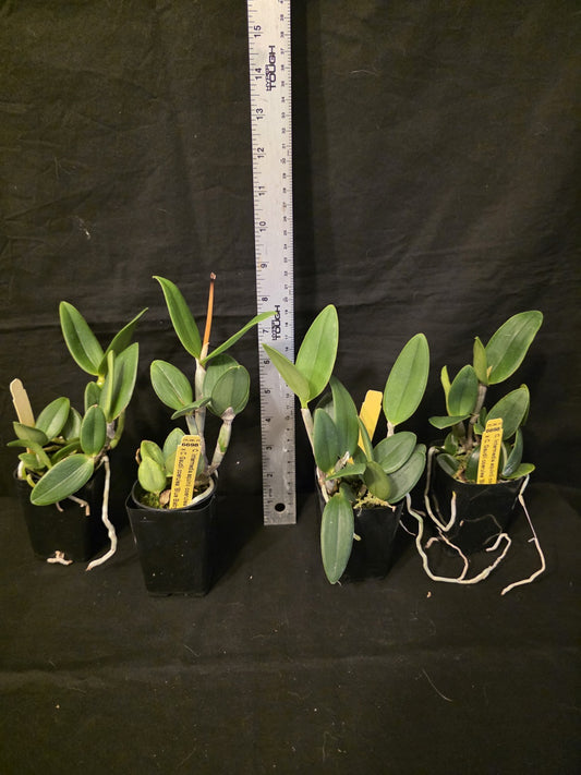 Cattleya intermedia v coerulea v aquinii x C.Gaudii v coerulea. Blooming size...