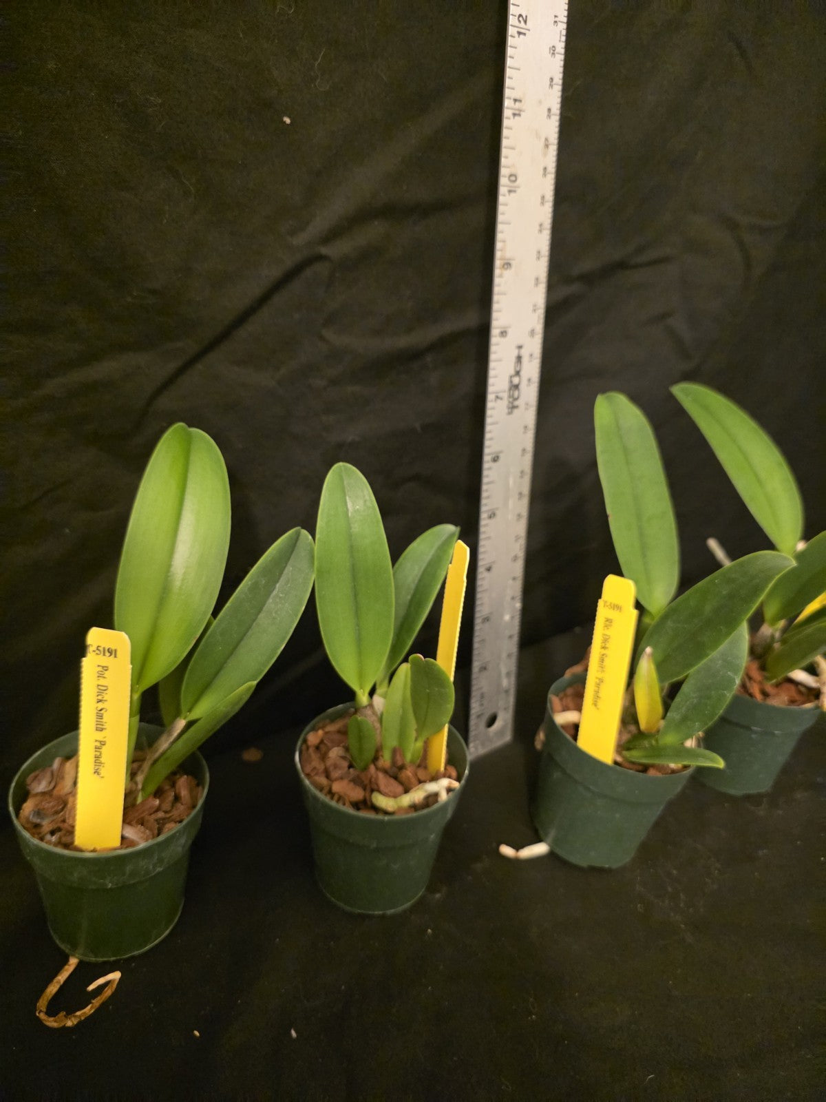 Rlc Dick Smith 'Paradise' seedling size cattleya orchid clone. Fragrant peloric.