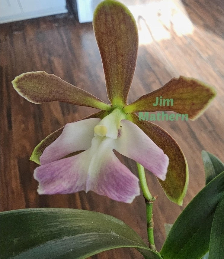 Encyclia cordigera v alba x Epi robustum, BS plants attractive fragrant blooms