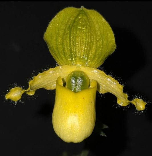 Paphiopedilum primulinum var alba x sib blooming size paphiopedilum orchod...