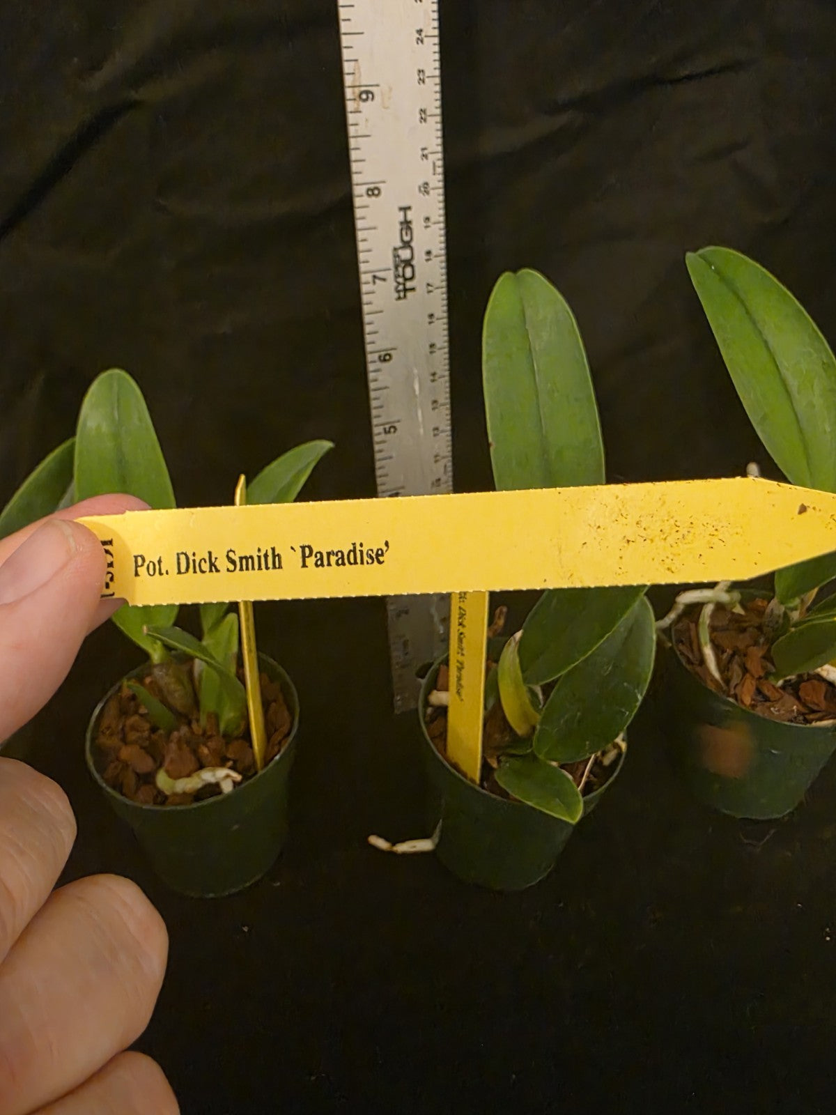 Rlc Dick Smith 'Paradise' seedling size cattleya orchid clone. Fragrant peloric.