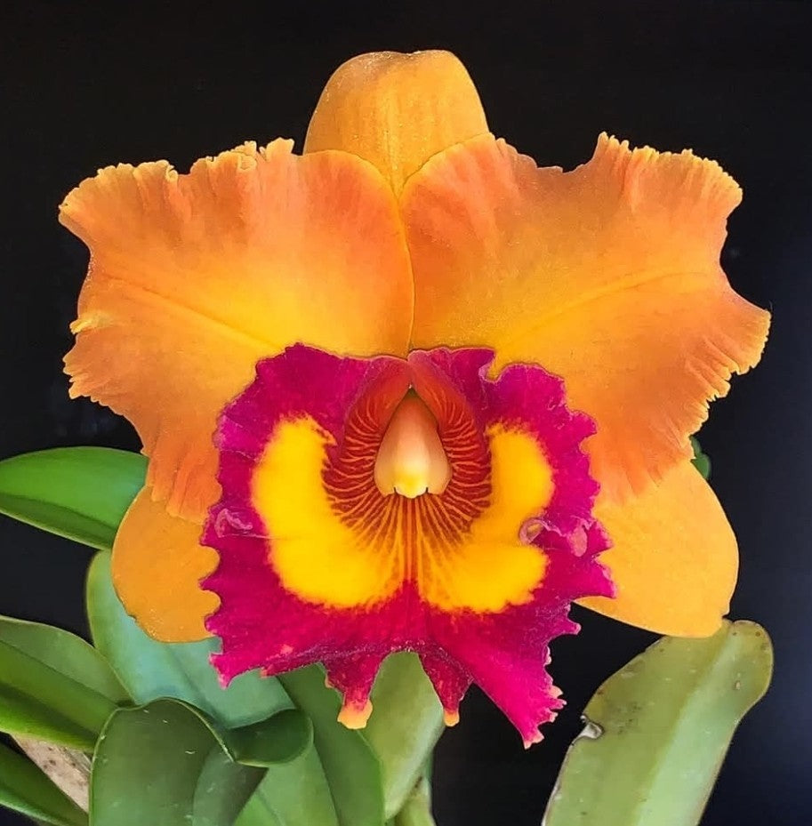 Rlc Nakorncharisi Delight '#3' Near bloom sz cattleya orchid clone. lg fragrant