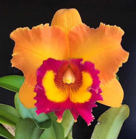 Rlc Nakorncharisi Delight '#3' Near bloom sz cattleya orchid clone. lg fragrant