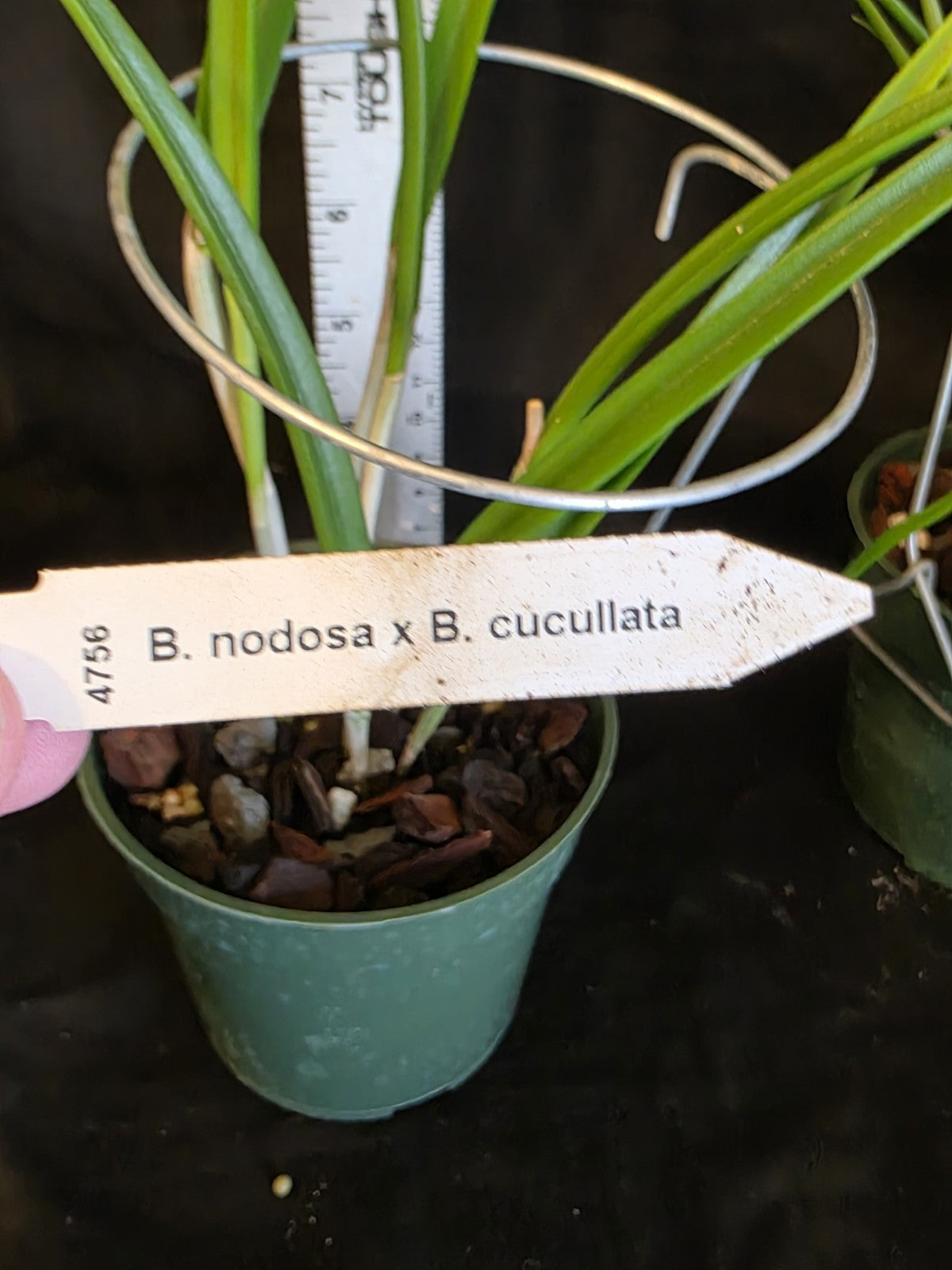 Brassavola Yaki Blooming size rare orchid.  4" Pot Hard To Find Hybrid