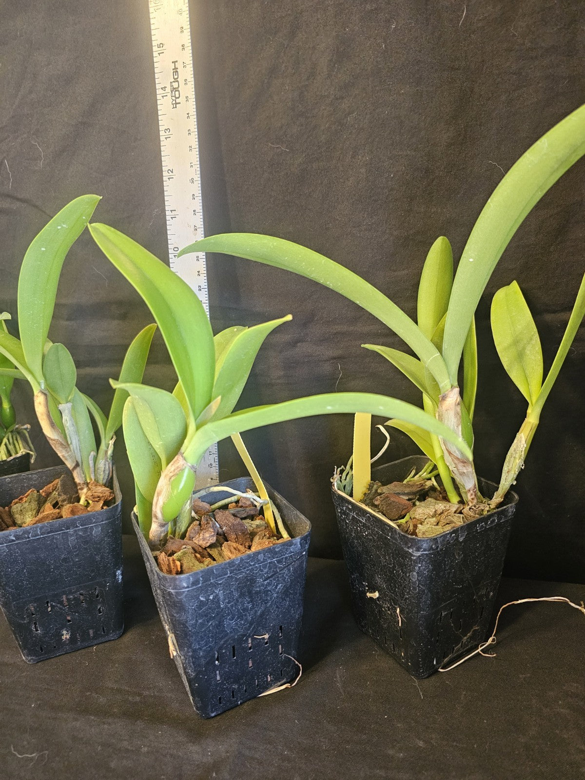Lc Gold Digger 'Fuchs Mandarin' blooming size cattleya orchid clone. Prolific...