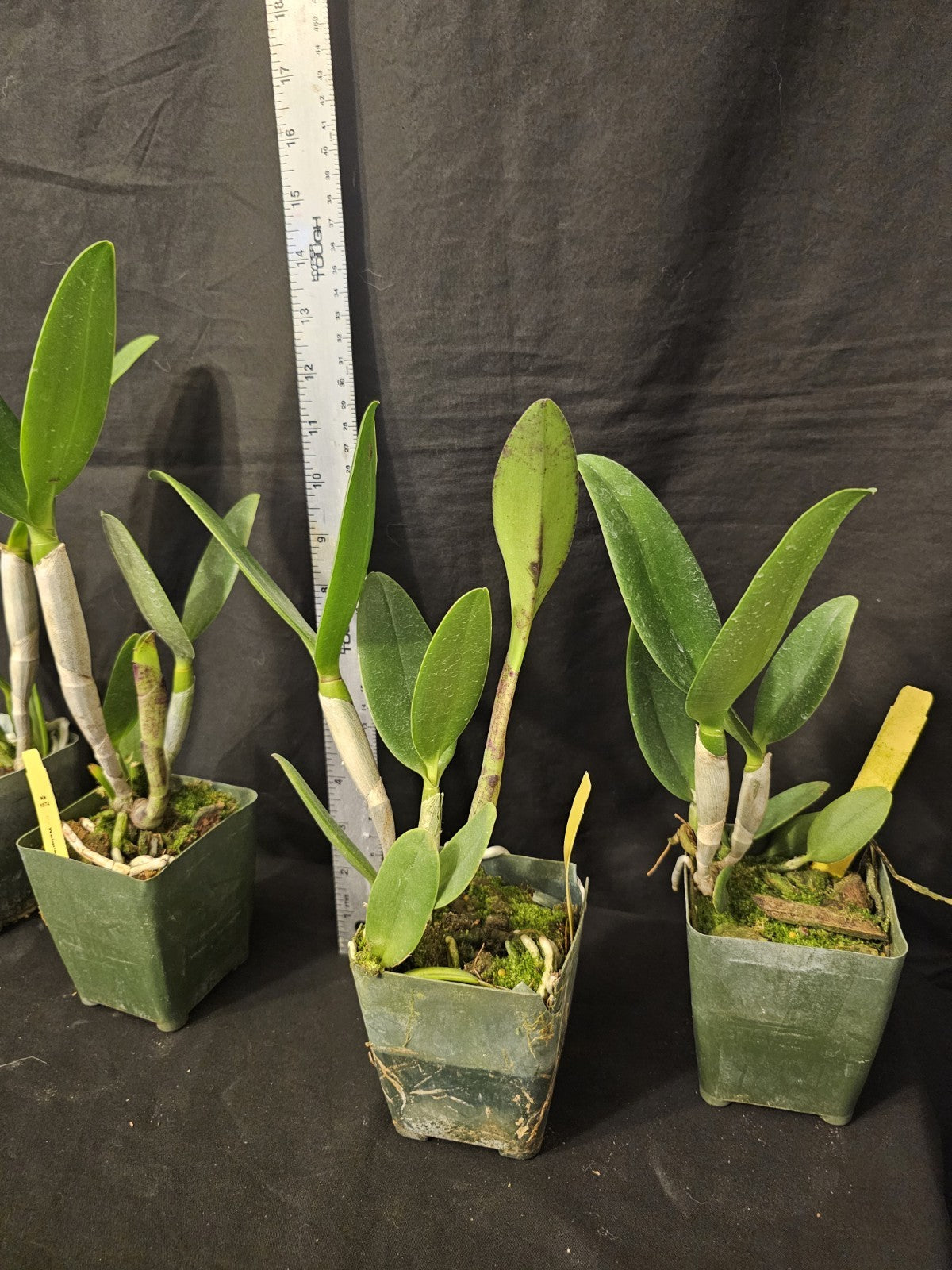 Cattleya Waianae Leopard 'Ching Hua 4" Pot Blooming Size Fragrant Clone