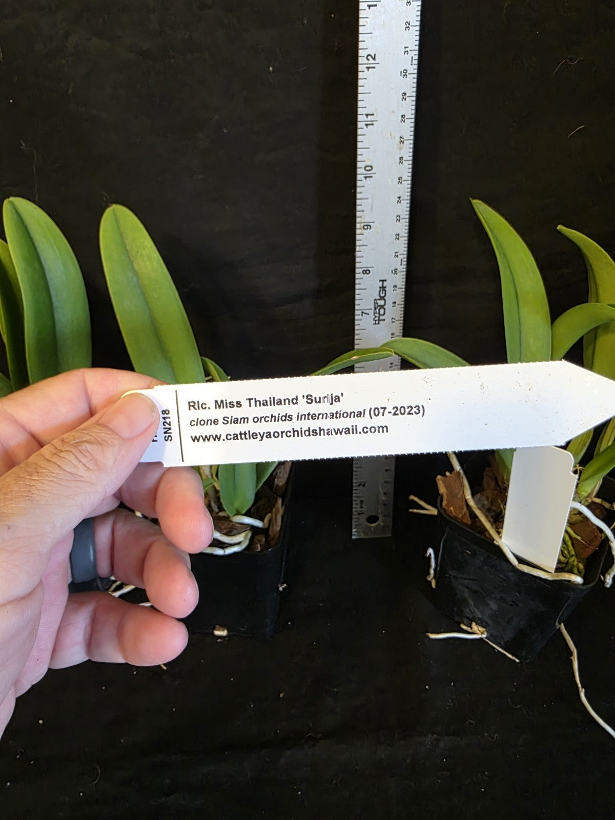 Rlc Miss Thailand 'Surja' Near blooming size cattleya orchid clone. Beautiful