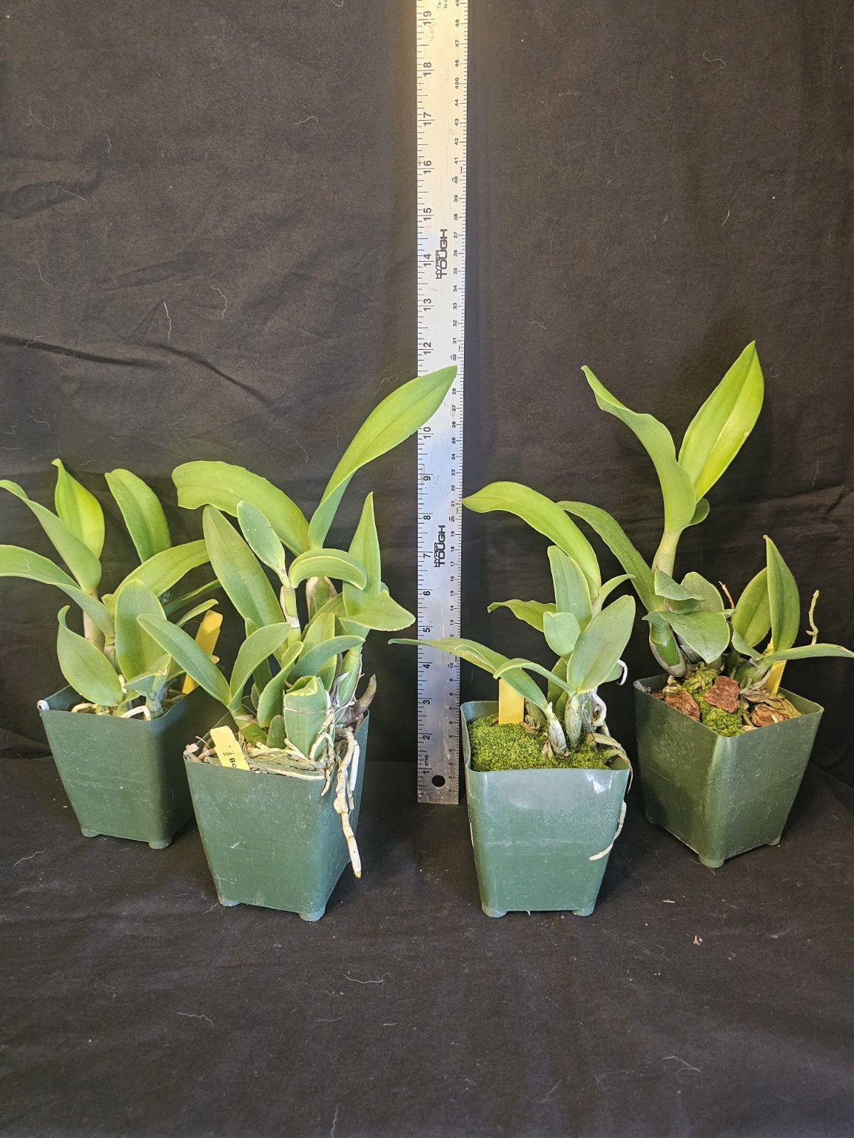 Bcn. Aka's Aloha 'Dream Dust' blooming size cattleya orchid clone. Beautiful...