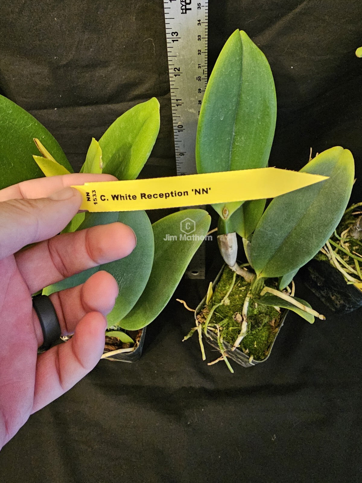 Rlc White Reception 'NN' Blooming Size Cattleya Orchid Clone Fragrant