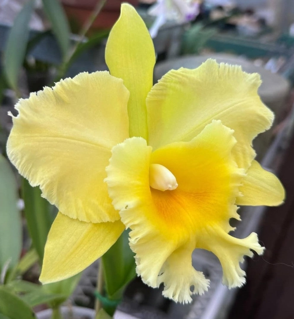 Rlc Hsinying Pachi Pachi 'Carmela' seedling size cattleya orchid clones.