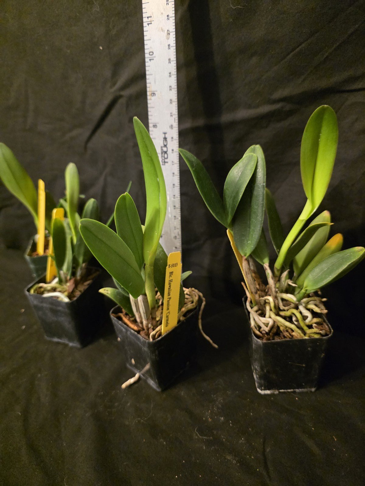 Rlc Hawaiian Passion 'Carmela' Seedling Size Cattleya Clone Fragrant