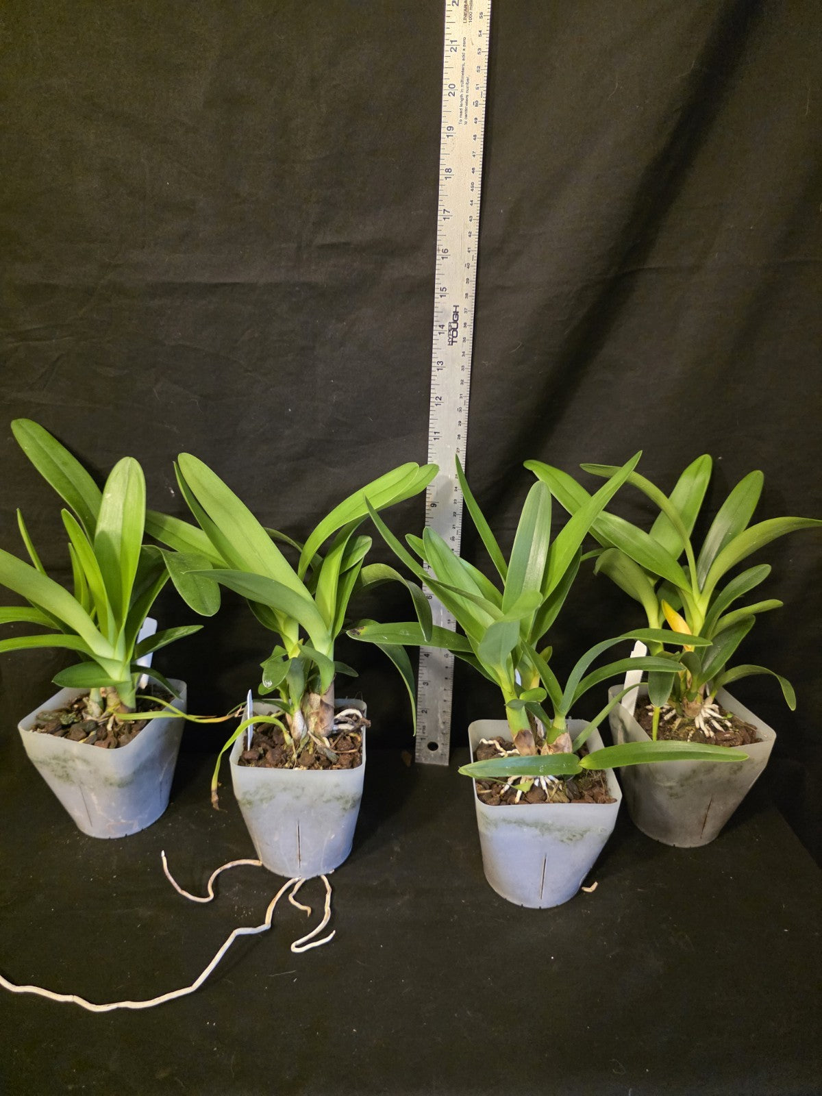 Encyclia cordigera v alba x Epi robustum, BS plants attractive fragrant blooms