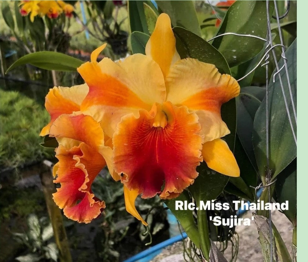 Rlc Miss Thailand 'Surja' Near blooming size cattleya orchid clone. Beautiful