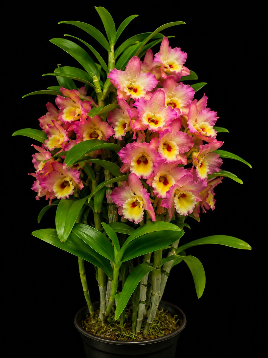 Dendrobium Asian Beauty 'Eden' Blooming Size Nobile Dendrobium