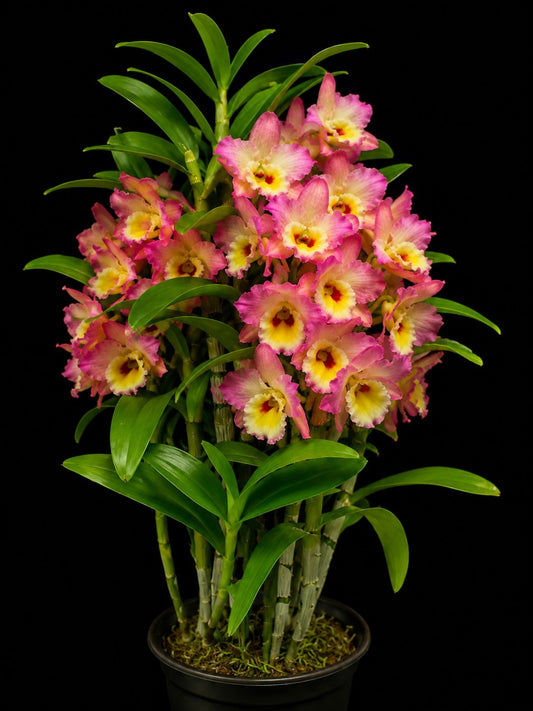 Dendrobium Asian Beauty 'Eden' Blooming Size Nobile Dendrobium