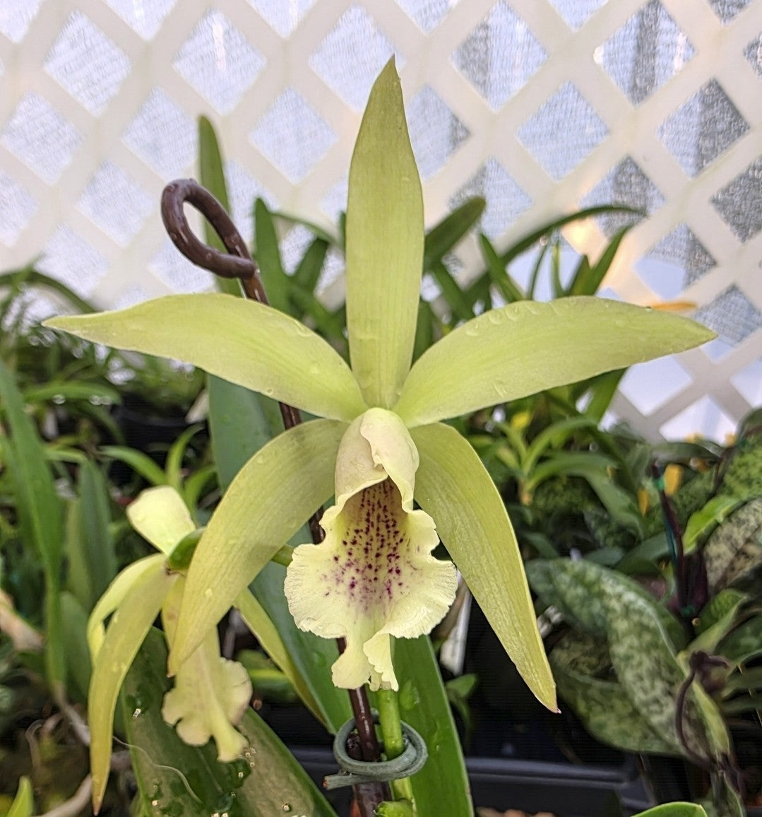 Pcv.Key Lime Stars X Waikiki Gold. Blooming Size Brassavola Orchid Hybrid