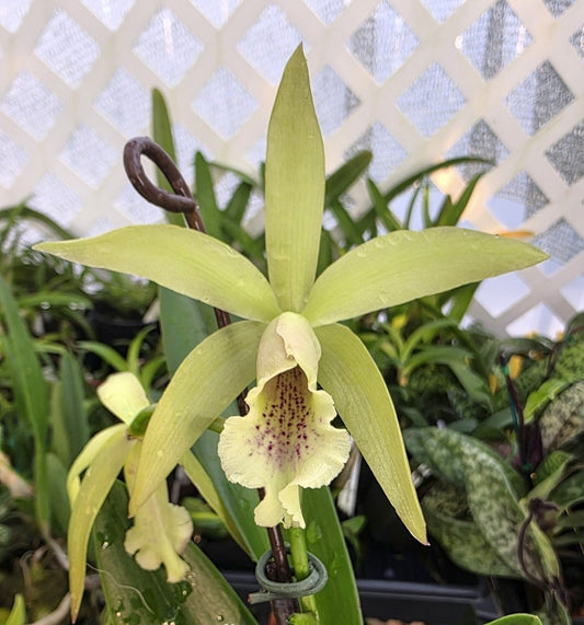 Pcv.Key Lime Stars X Waikiki Gold. Blooming Size Brassavola Orchid Hybrid