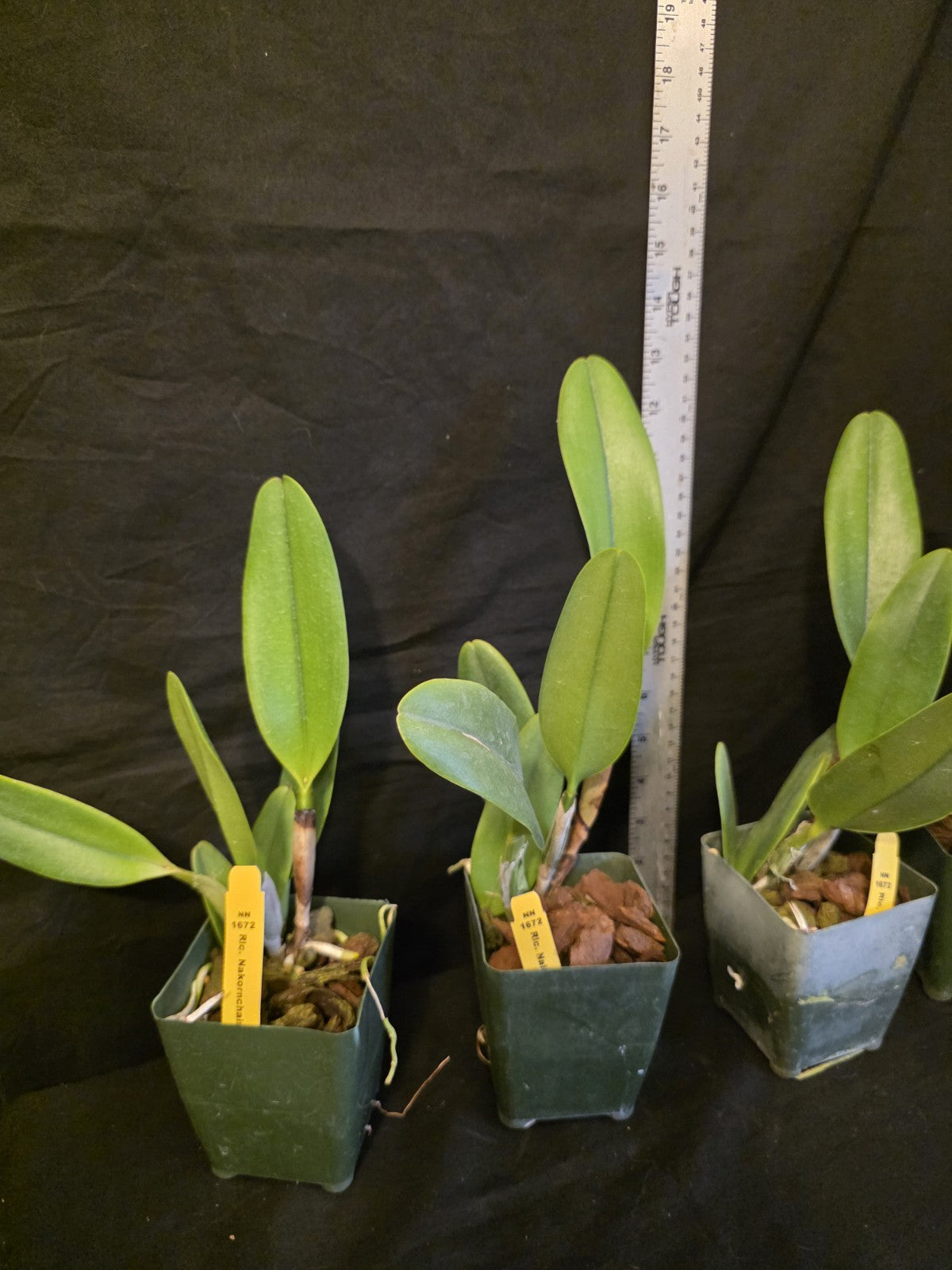 Rlc Nakorncharisi Delight '#3' Near bloom sz cattleya orchid clone. lg fragrant