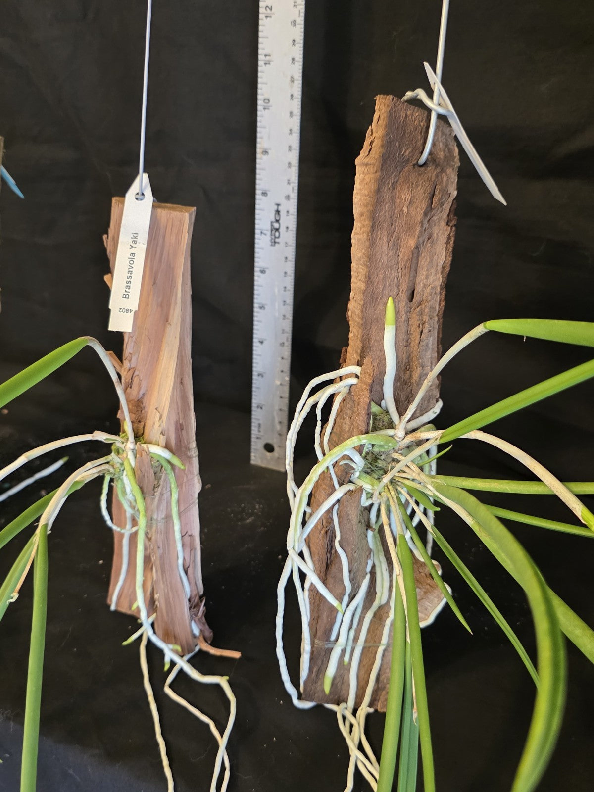 Brassavola Yaki Blooming size rare orchid. Mounted established Great plants