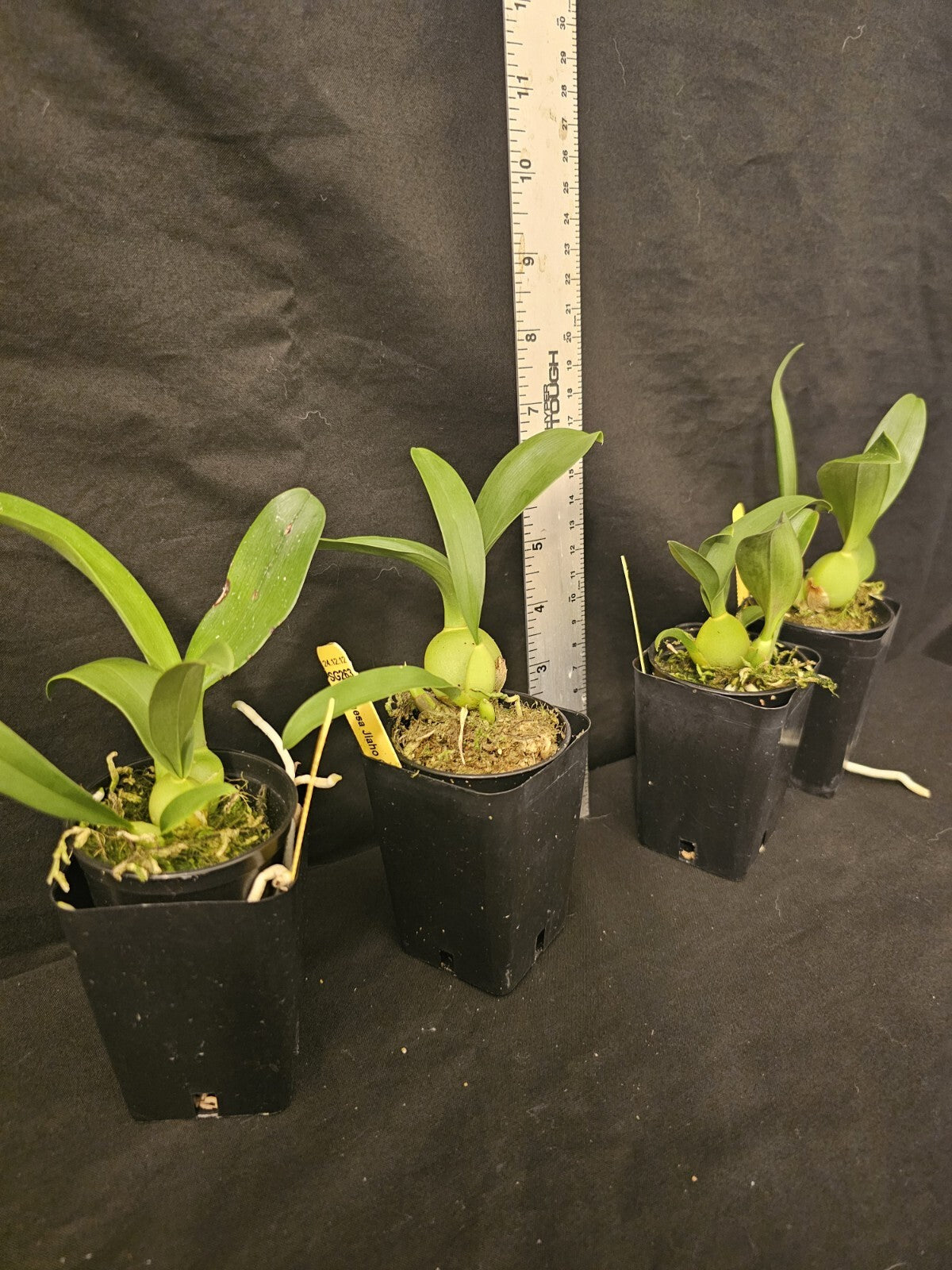Gomesa Jiaho Queen 'Jia Ho' FCC/AOS. Blooming size miniature oncidium type...