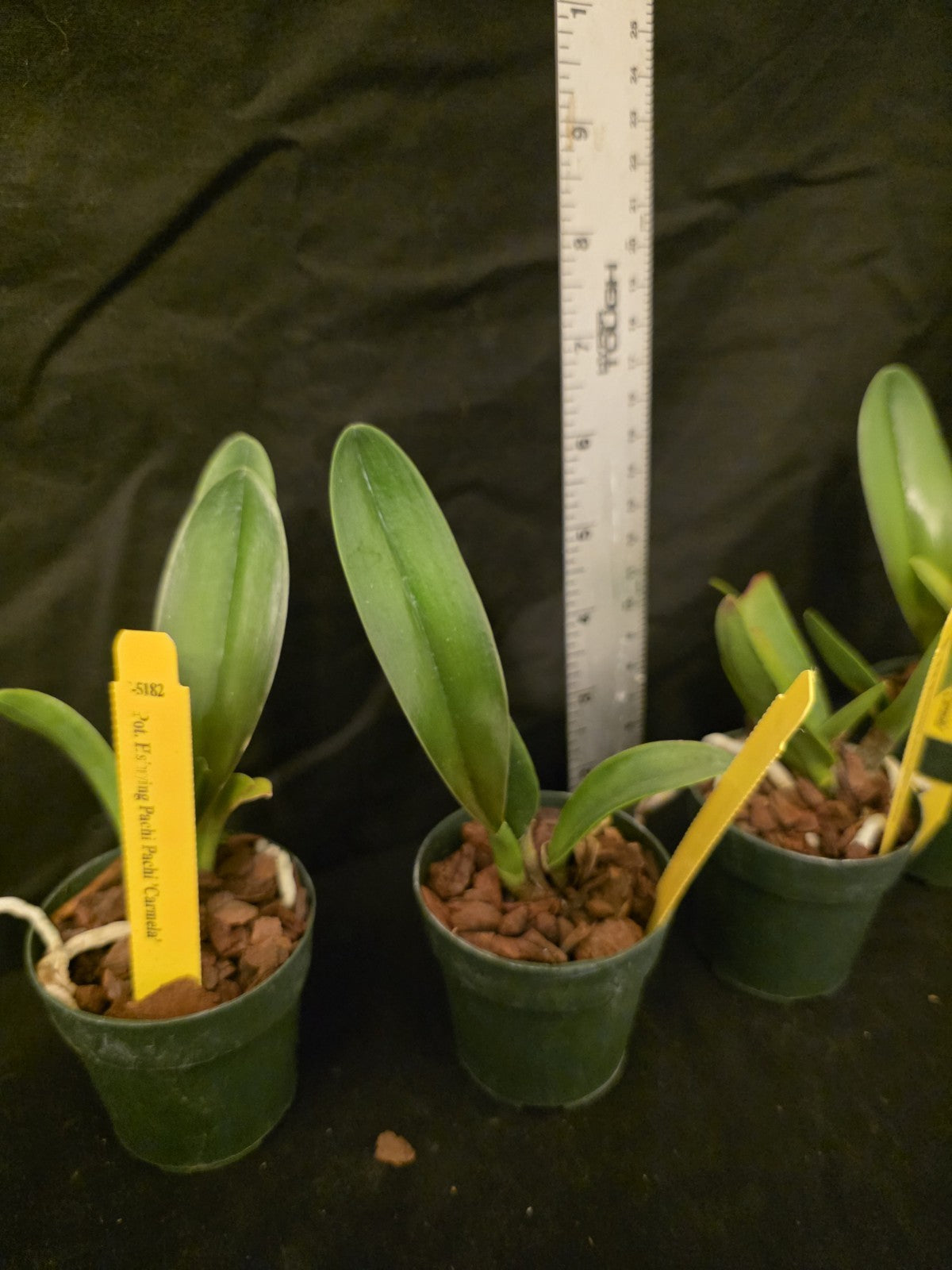 Rlc Hsinying Pachi Pachi 'Carmela' seedling size cattleya orchid clones.