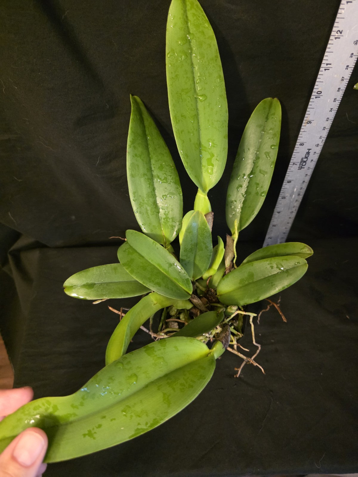 Cattleya dowiana Var Aurea 'Net Dream' LG Blooming Size Cattleya Orchid Species