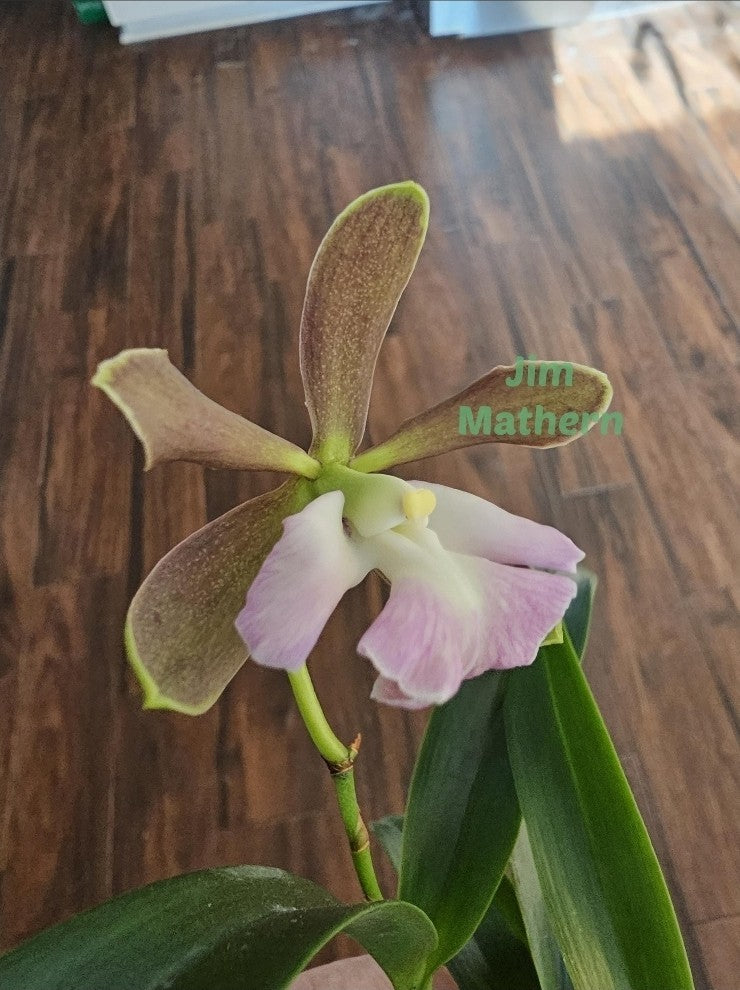 Encyclia cordigera v alba x Epi robustum, BS plants attractive fragrant blooms