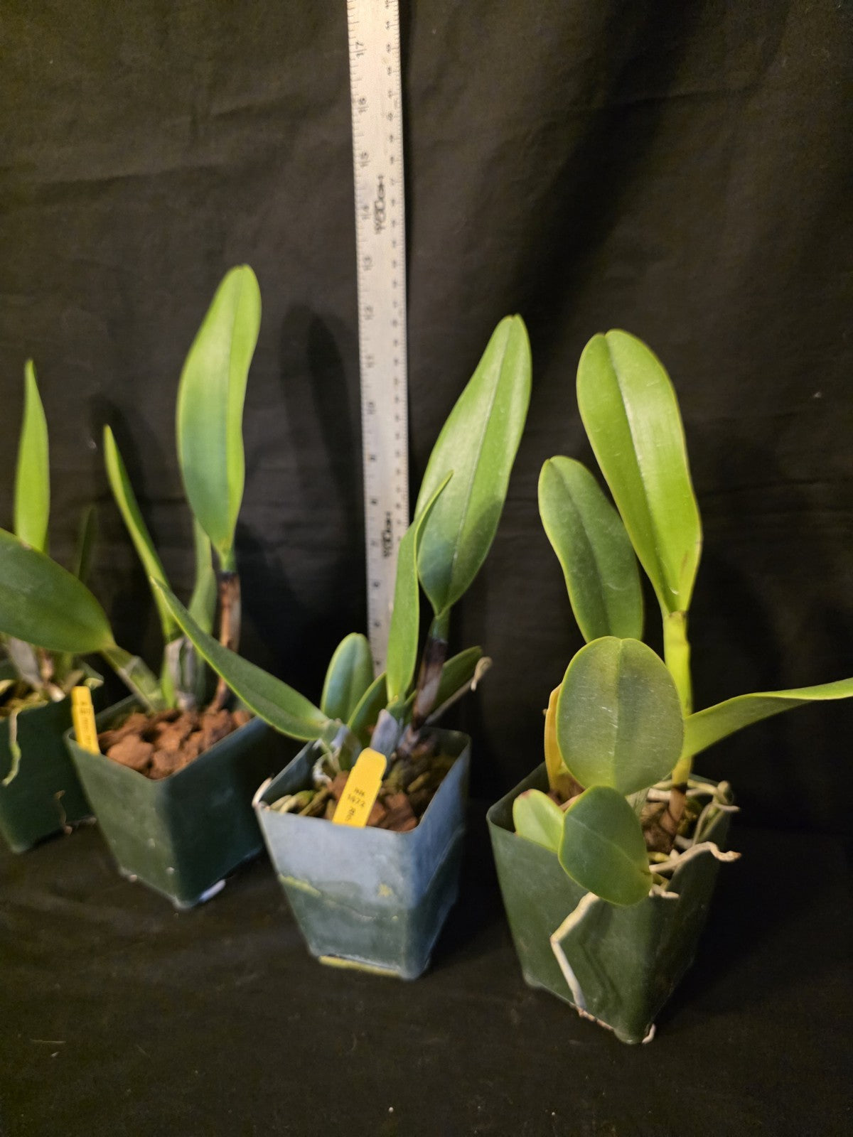 Rlc Nakorncharisi Delight '#3' Near bloom sz cattleya orchid clone. lg fragrant