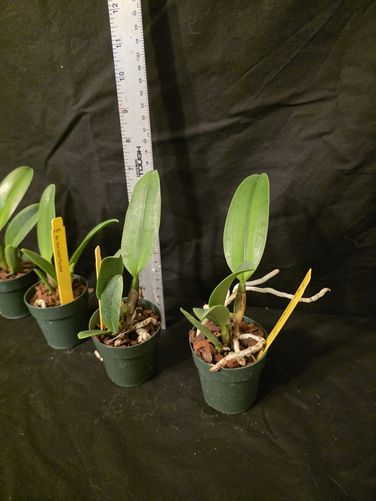 Rlc Dick Smith 'Paradise' seedling size cattleya orchid clone. Fragrant peloric.