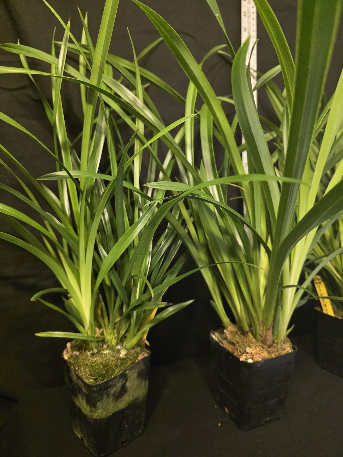 Cymbidium Golden Elf 'Sundust' Warm Tolerant Bloomimg Size Cymbidium Orchid...