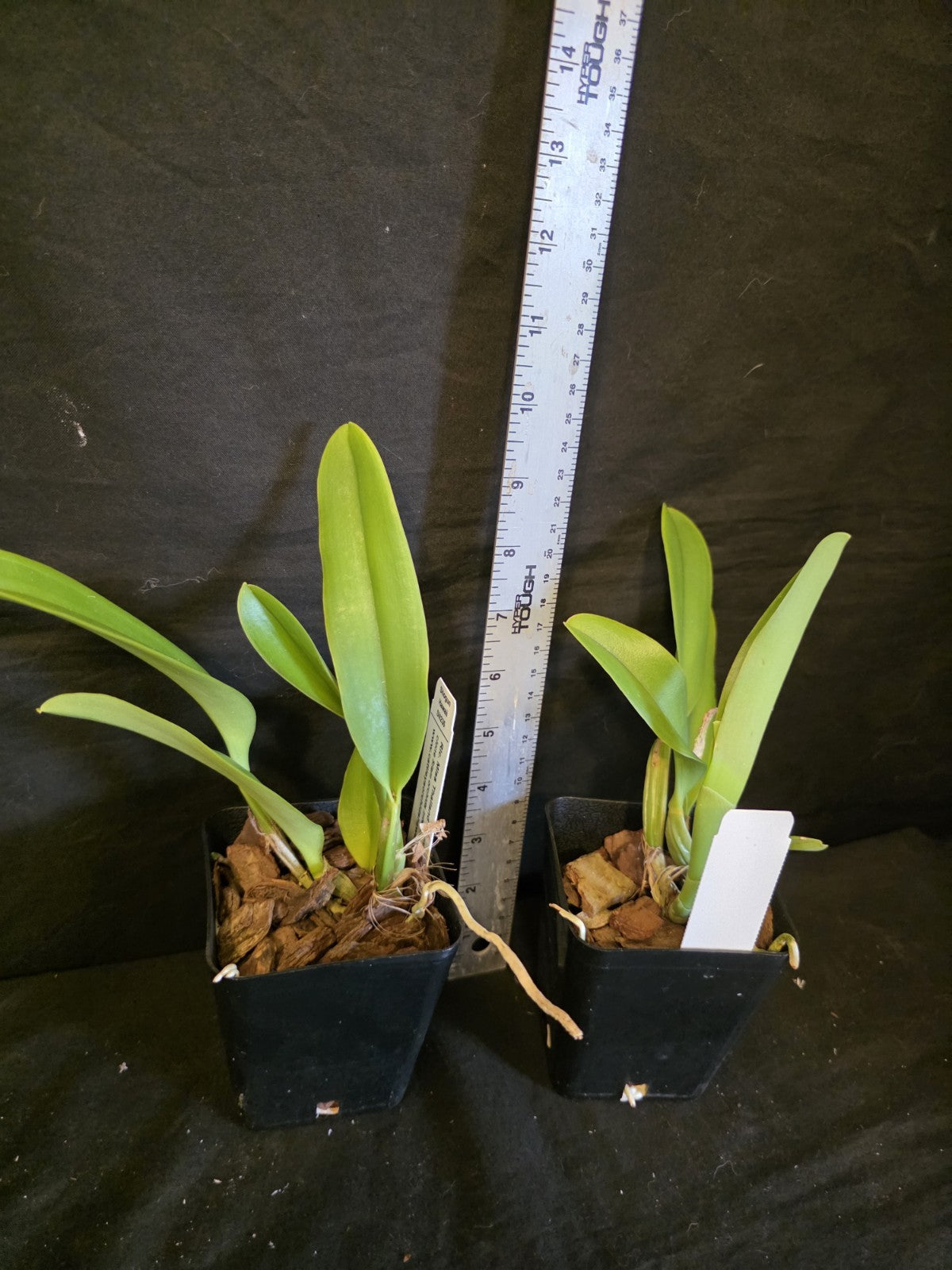 Rls Miss Thailand 'Porntip' Near blooming size Cattleya orchid clone. Beautiful