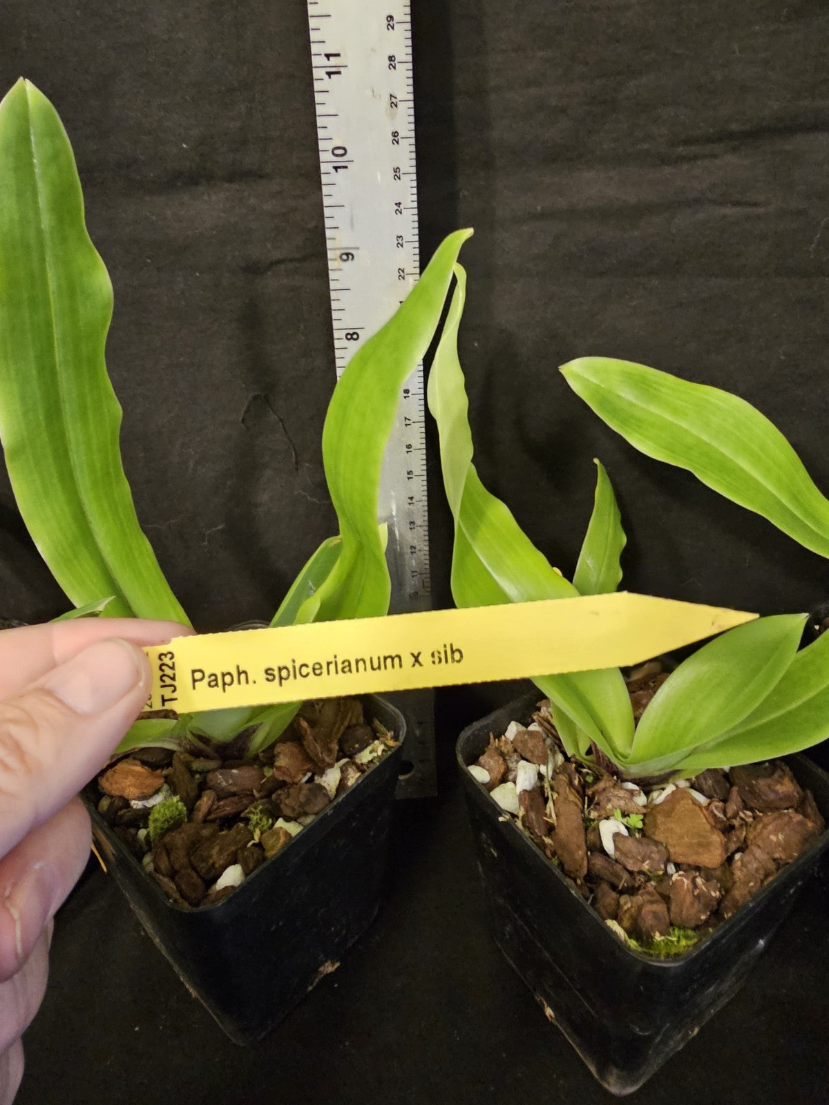 Paphiopedilum spicerianum. Beautiful blooming size orchid species.