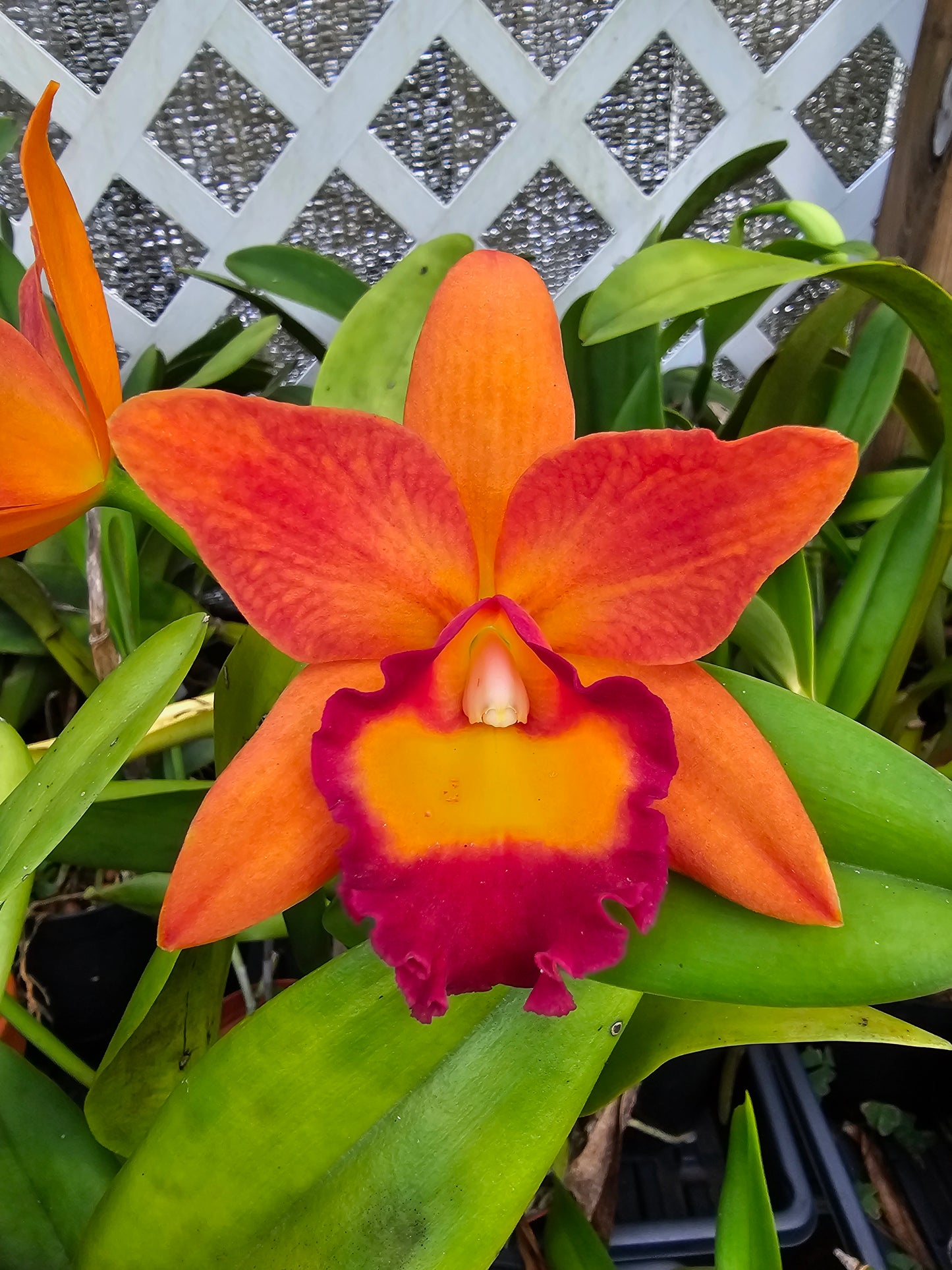 Rth Chief Sweet Orange 'Sweet Orange' (Cattlianthe Tutankamen × Rhyncholaeliocattleya Chyong Guu Chaffinch)