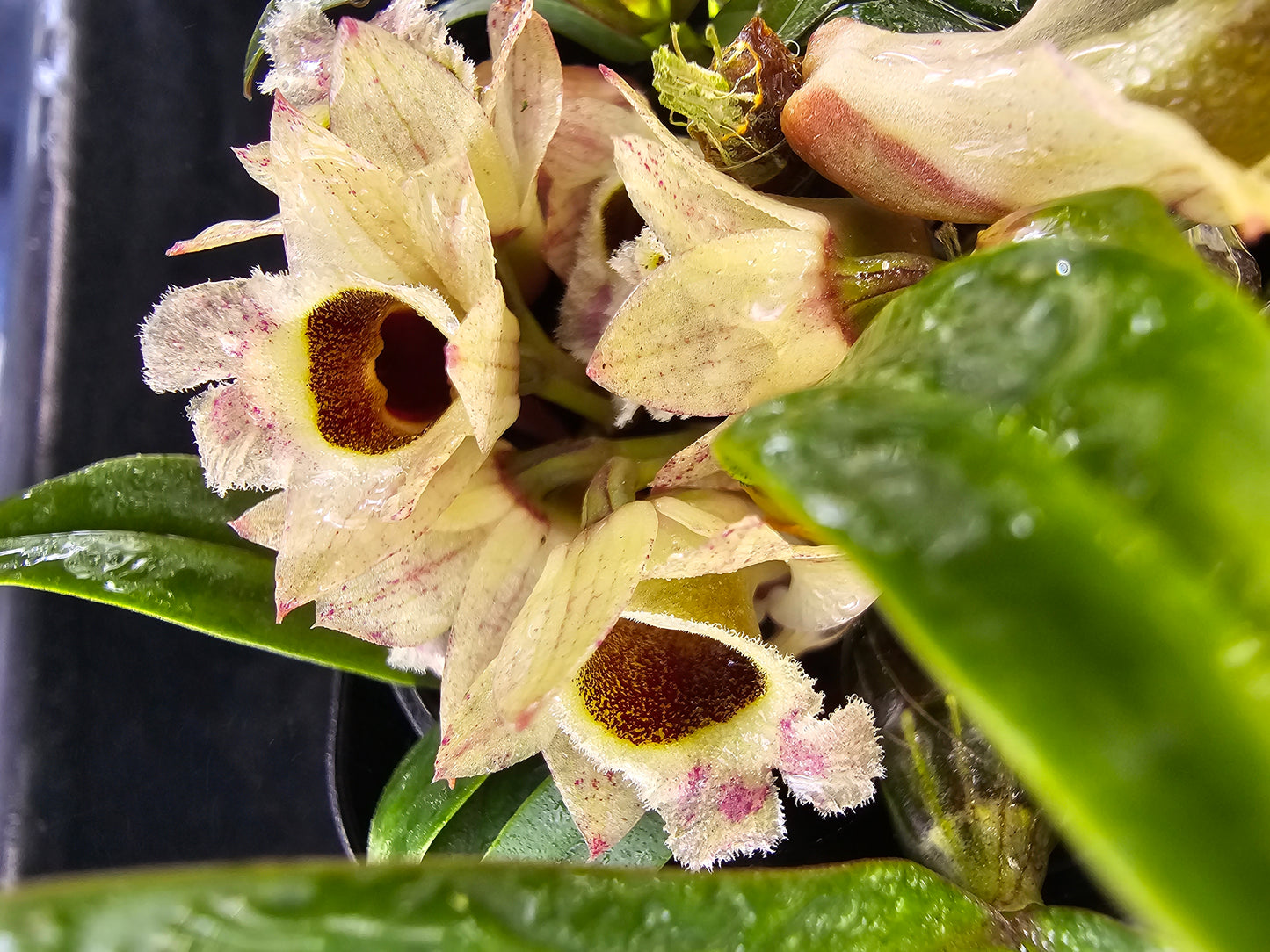 Dendrobium hekouense x sib