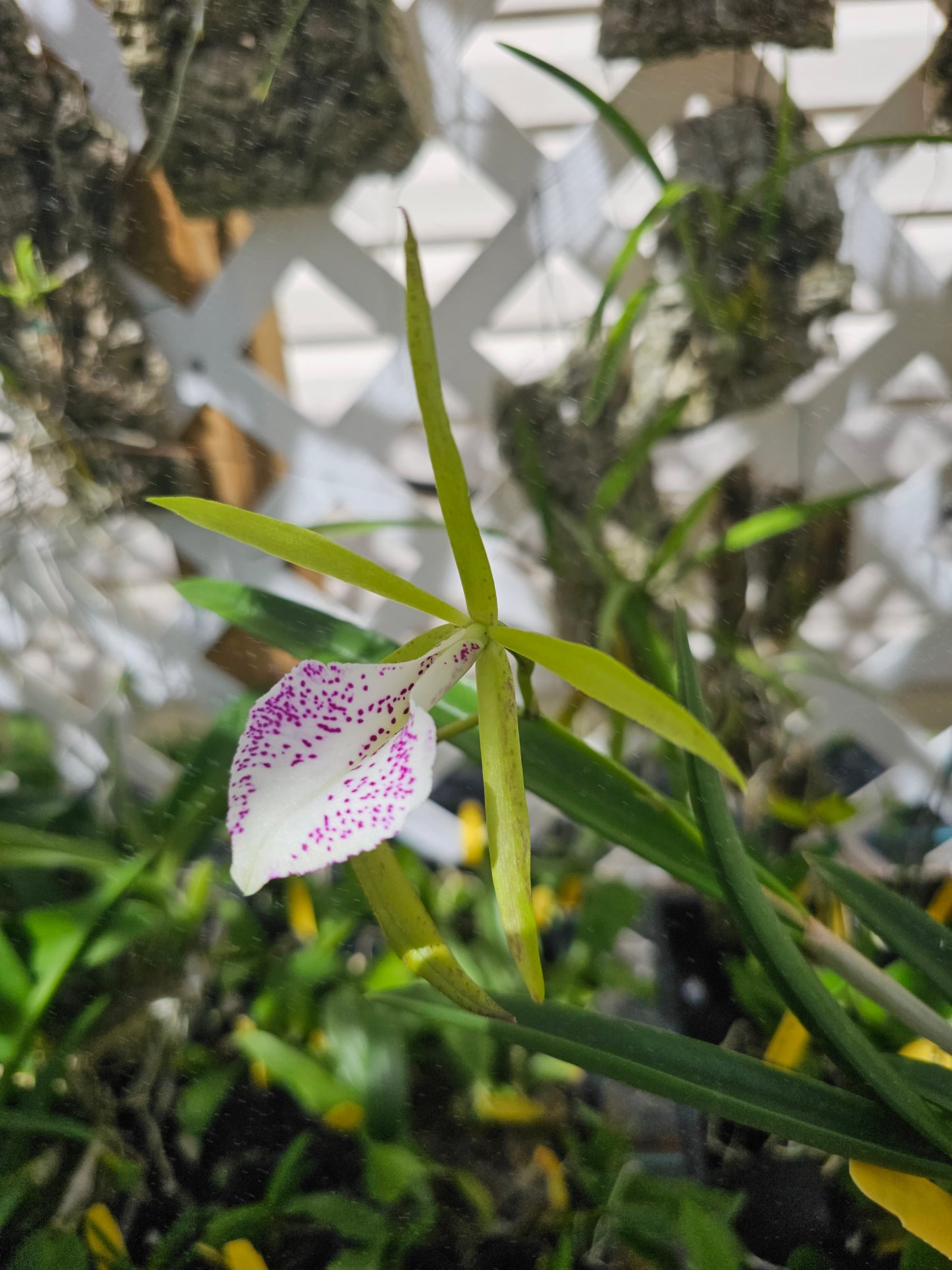 Bc Nakornpathorme Silver (Bc.Binosa x B.nodosa)