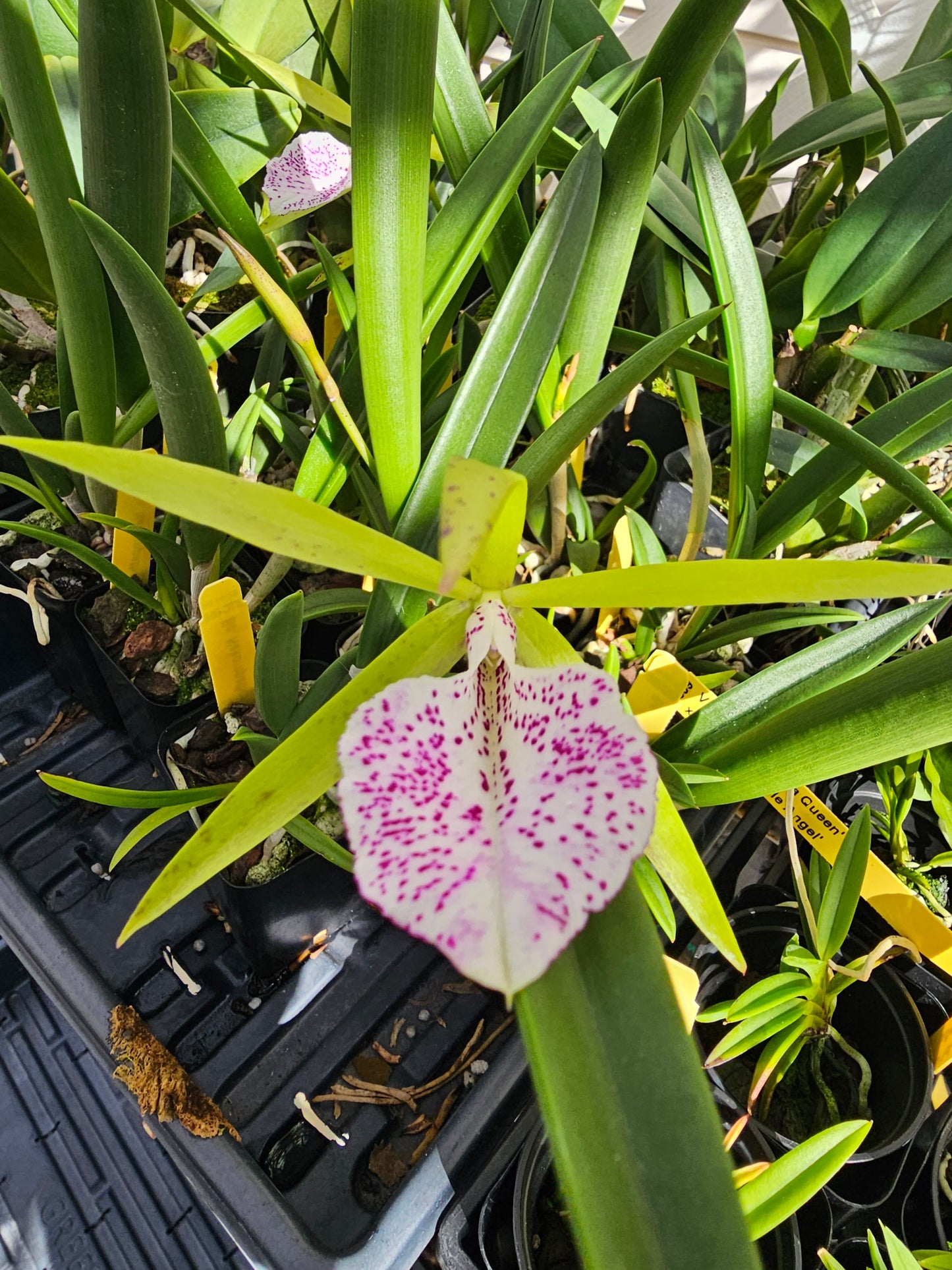 Bc Nakornpathorme Silver (Bc.Binosa x B.nodosa)