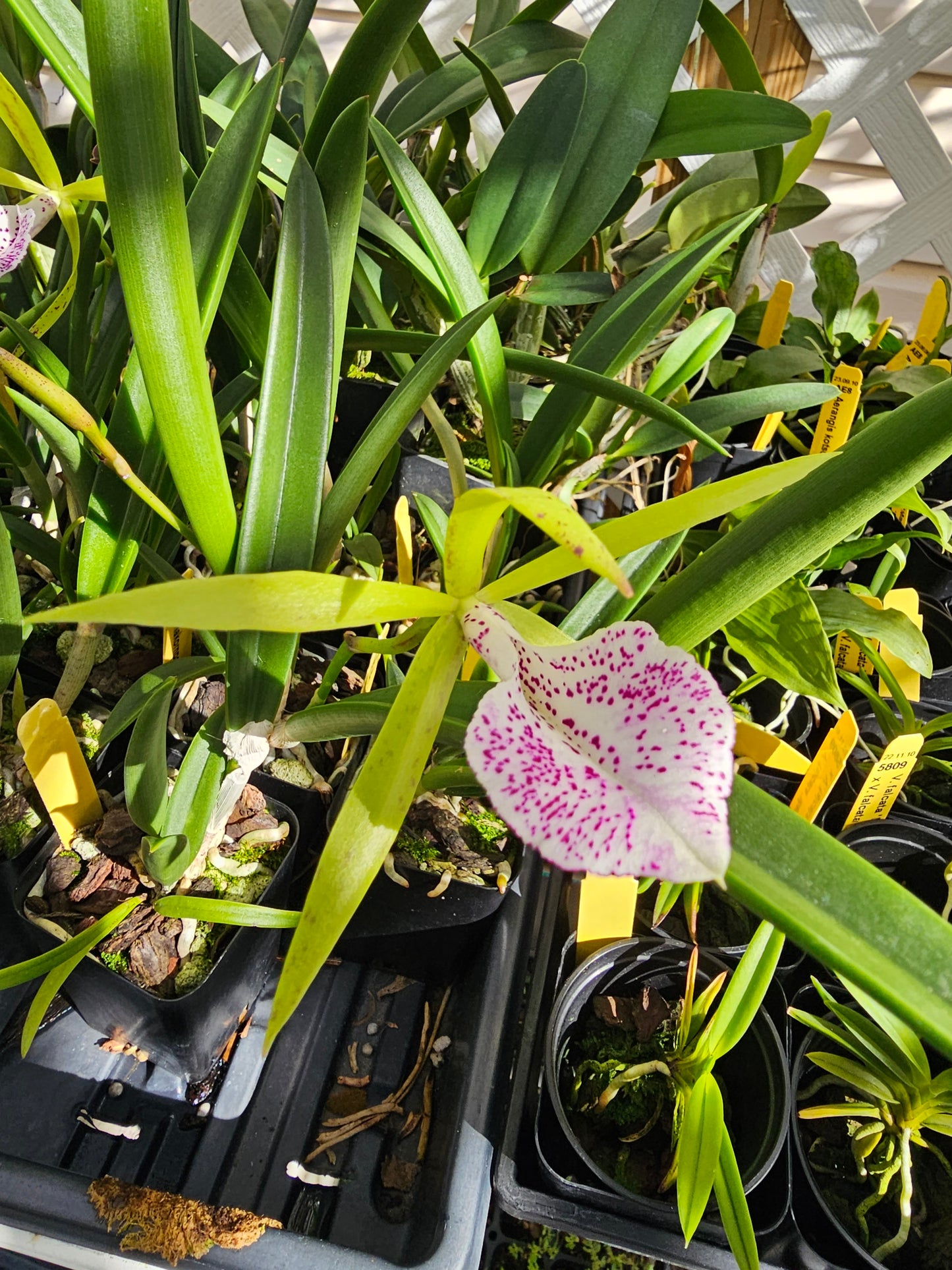 Bc Nakornpathorme Silver (Bc.Binosa x B.nodosa)