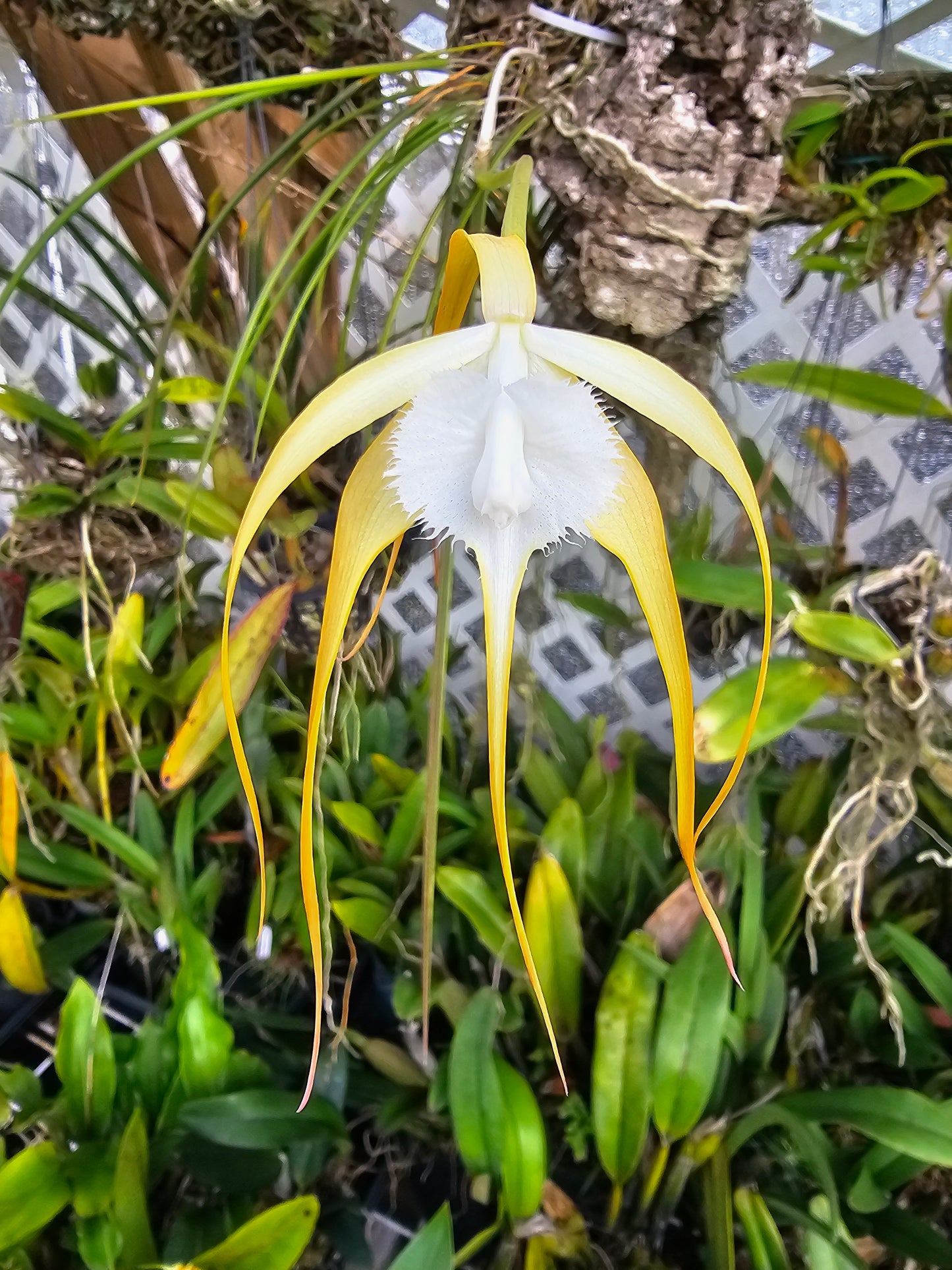 Brassavola appendiculata syn cucullata. Blooming size brassavola species. Treated for 4n