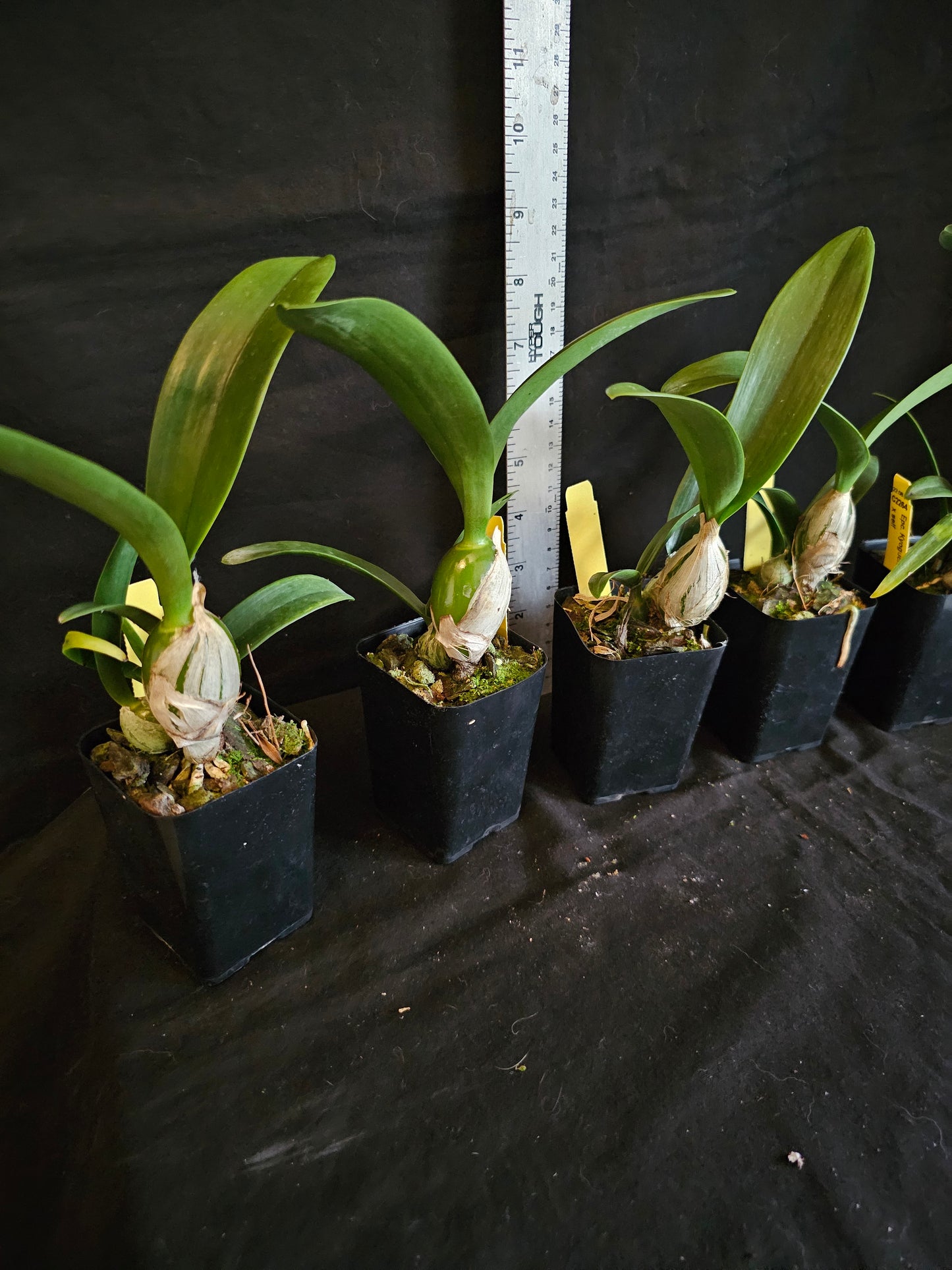 Guaricyclia (Epc) Kyoguchi 'Happy Field' x self (Guarianthe aurantiaca × Encyclia incumbens)