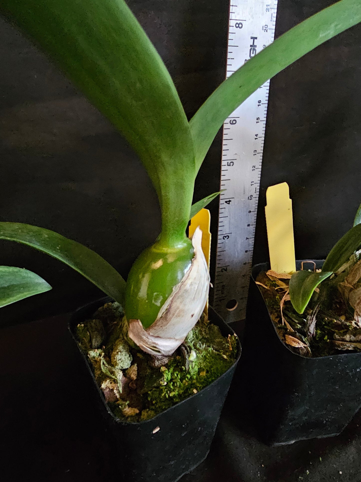 Guaricyclia (Epc) Kyoguchi 'Happy Field' x self (Guarianthe aurantiaca × Encyclia incumbens)
