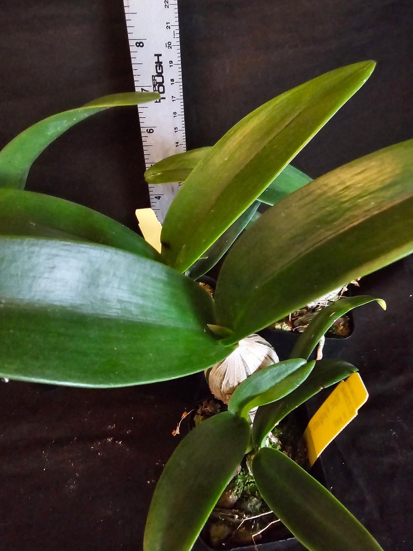 Guaricyclia (Epc) Kyoguchi 'Happy Field' x self (Guarianthe aurantiaca × Encyclia incumbens)