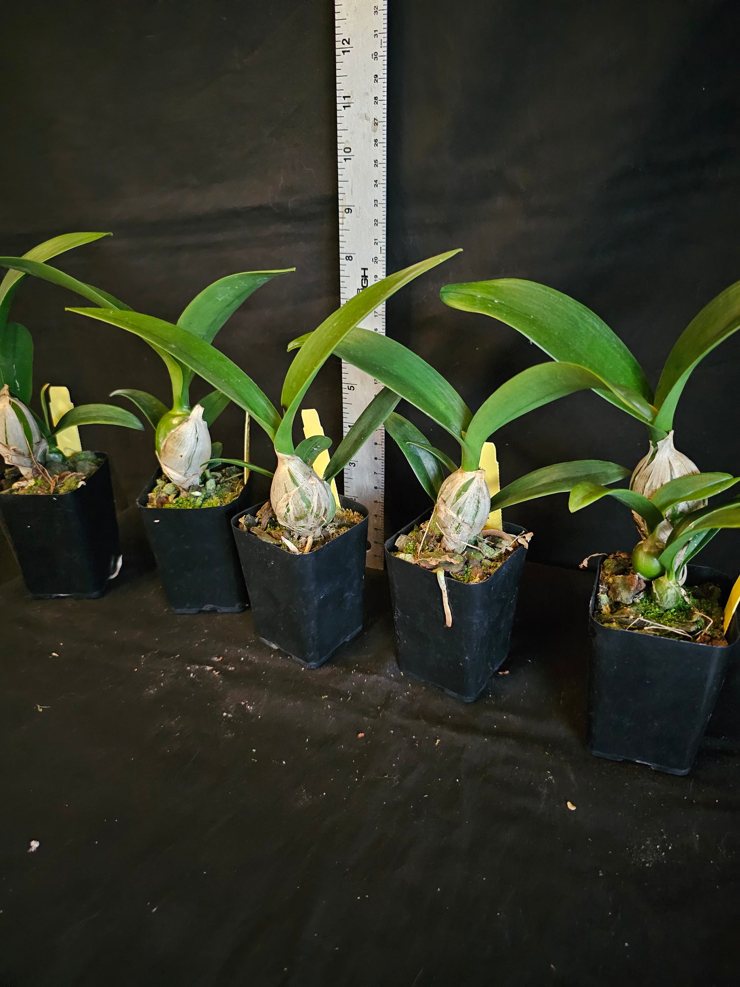 Guaricyclia (Epc) Kyoguchi 'Happy Field' x self (Guarianthe aurantiaca × Encyclia incumbens)