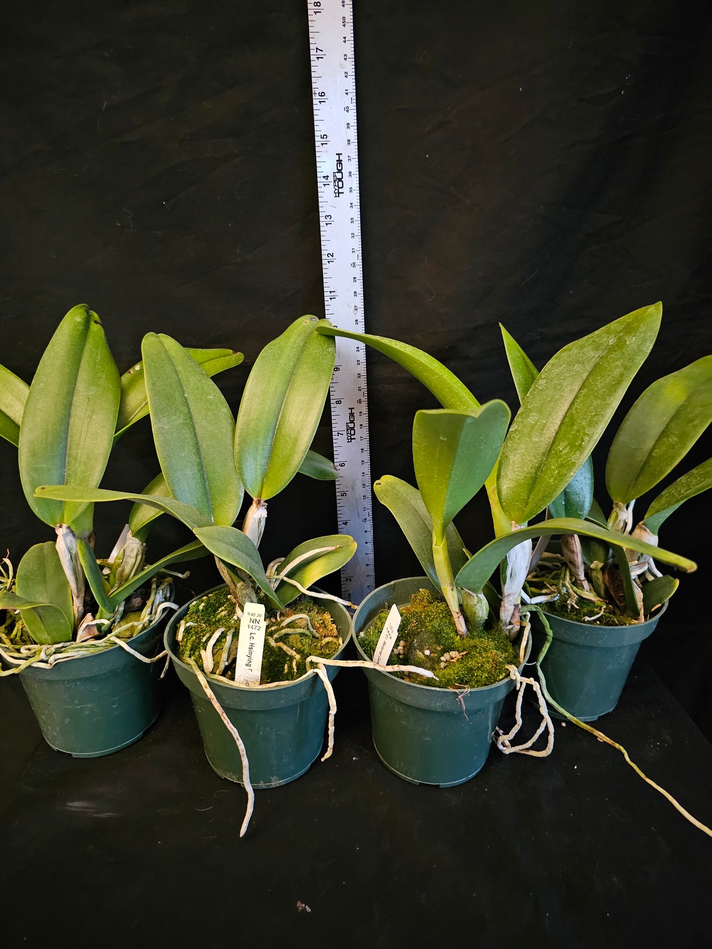 Rlc Hawaiian Island Mint '#73' Blooming size cattleya orchid clone. Semi alba Fragrant blooms.